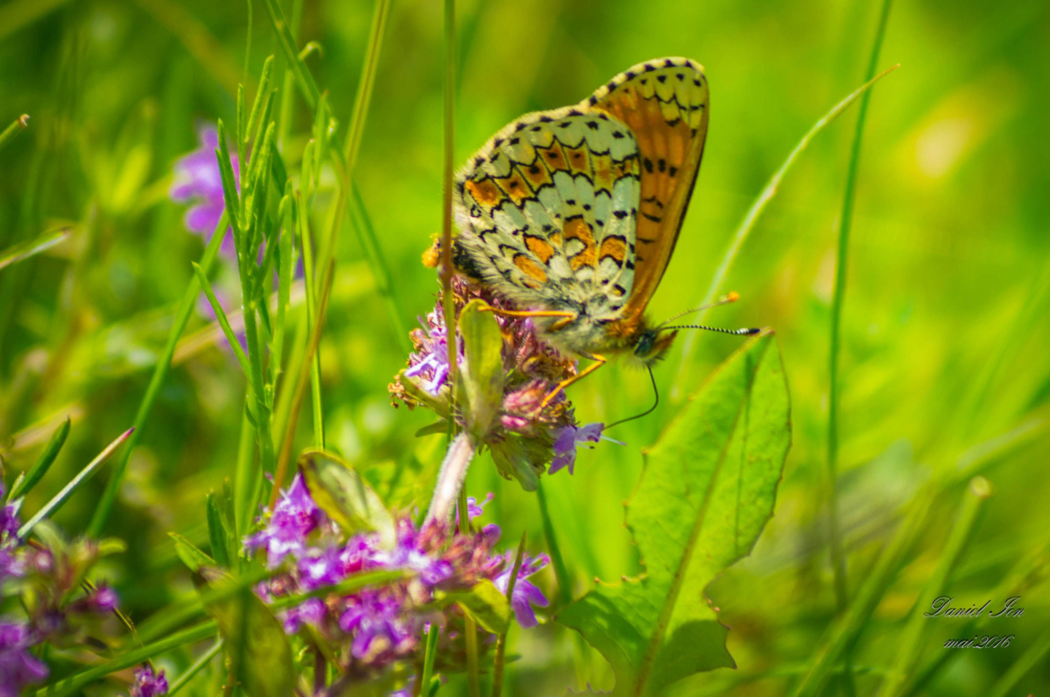 smc PENTAX-FA 80-320mm F4.5-5.6 sample photo. Butterfly photography
