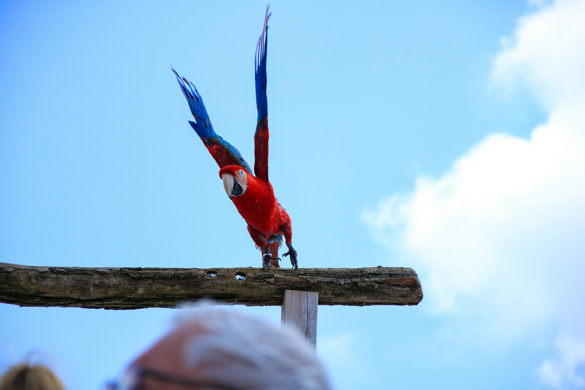 Canon EOS 760D (EOS Rebel T6s / EOS 8000D) + Canon TS-E 90mm F2.8 Tilt-Shift sample photo. Envole-toi, iago !  photography