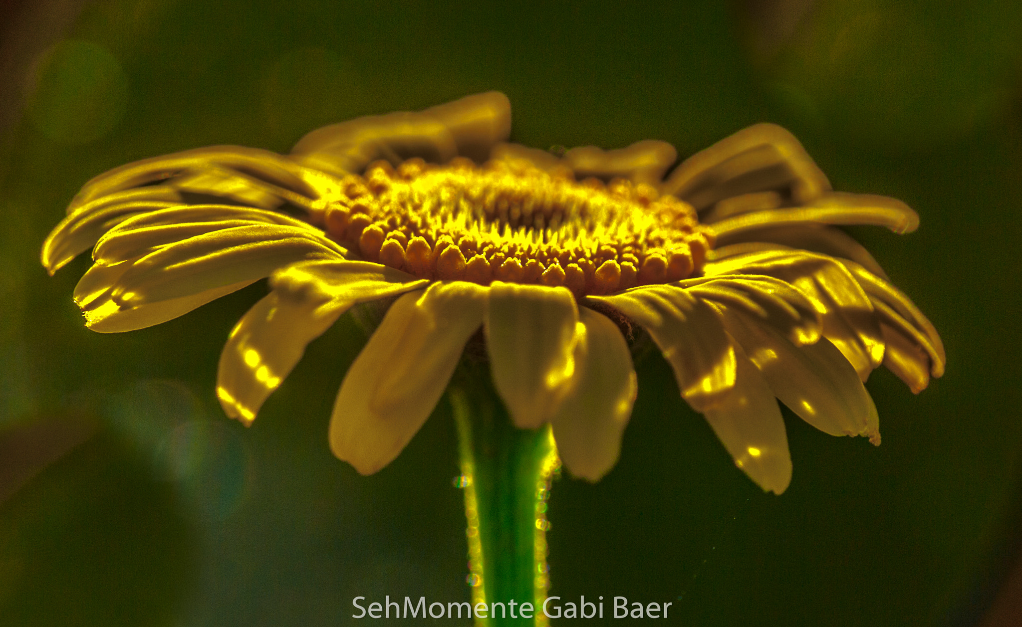 Olympus E-620 (EVOLT E-620) + OLYMPUS 14-42mm Lens sample photo. Golden flower photography
