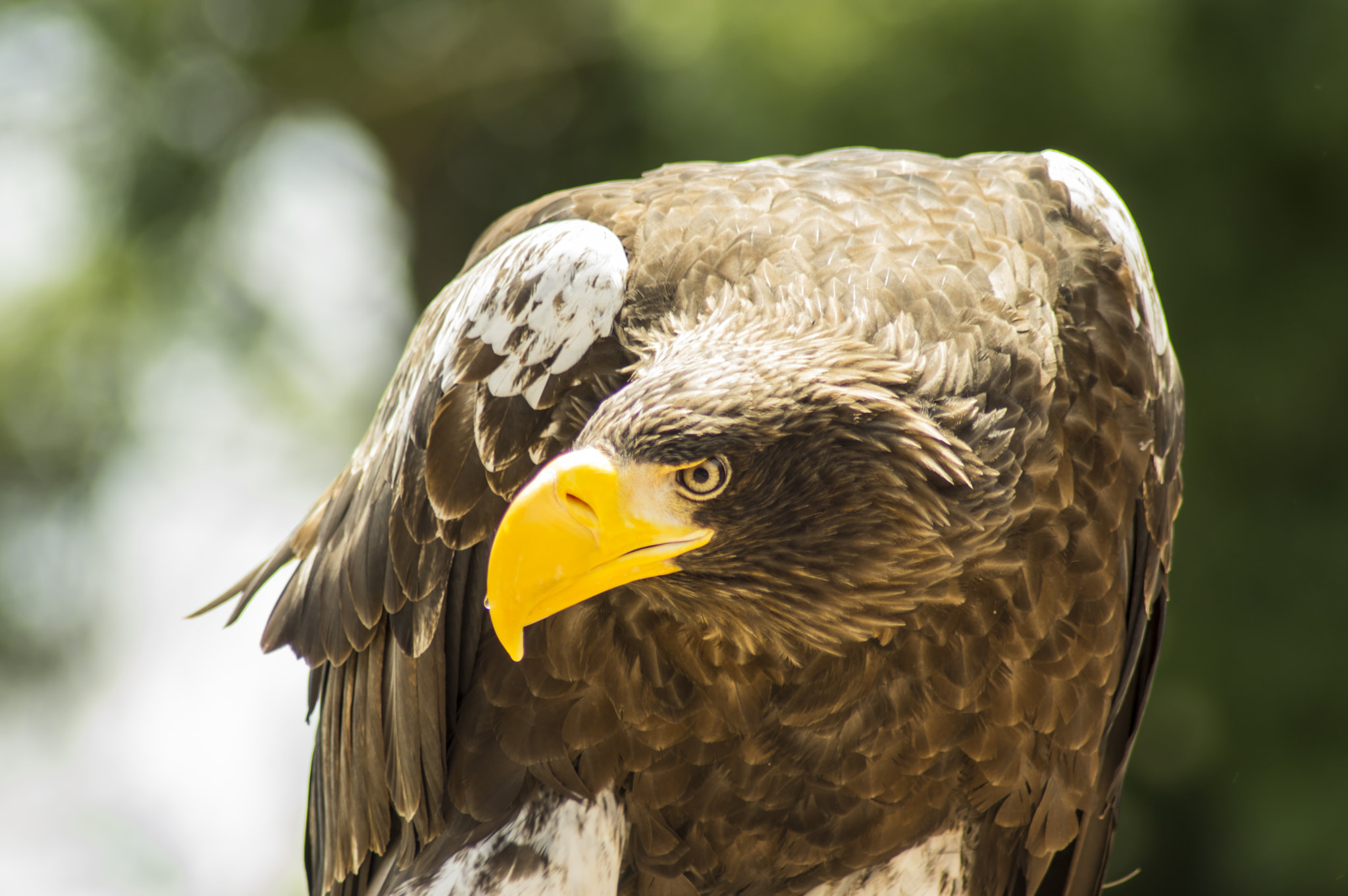 Tamron AF 70-300mm F4-5.6 Di LD Macro sample photo. Haliaeetus albicilla photography