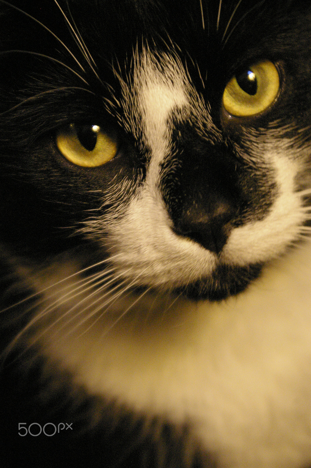 Pentax K100D sample photo. Figaro photography