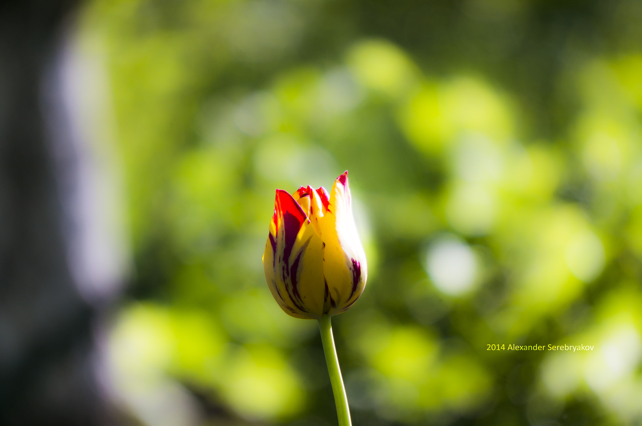 Sony Alpha NEX-5R + Sony E 55-210mm F4.5-6.3 OSS sample photo. Tulip photography