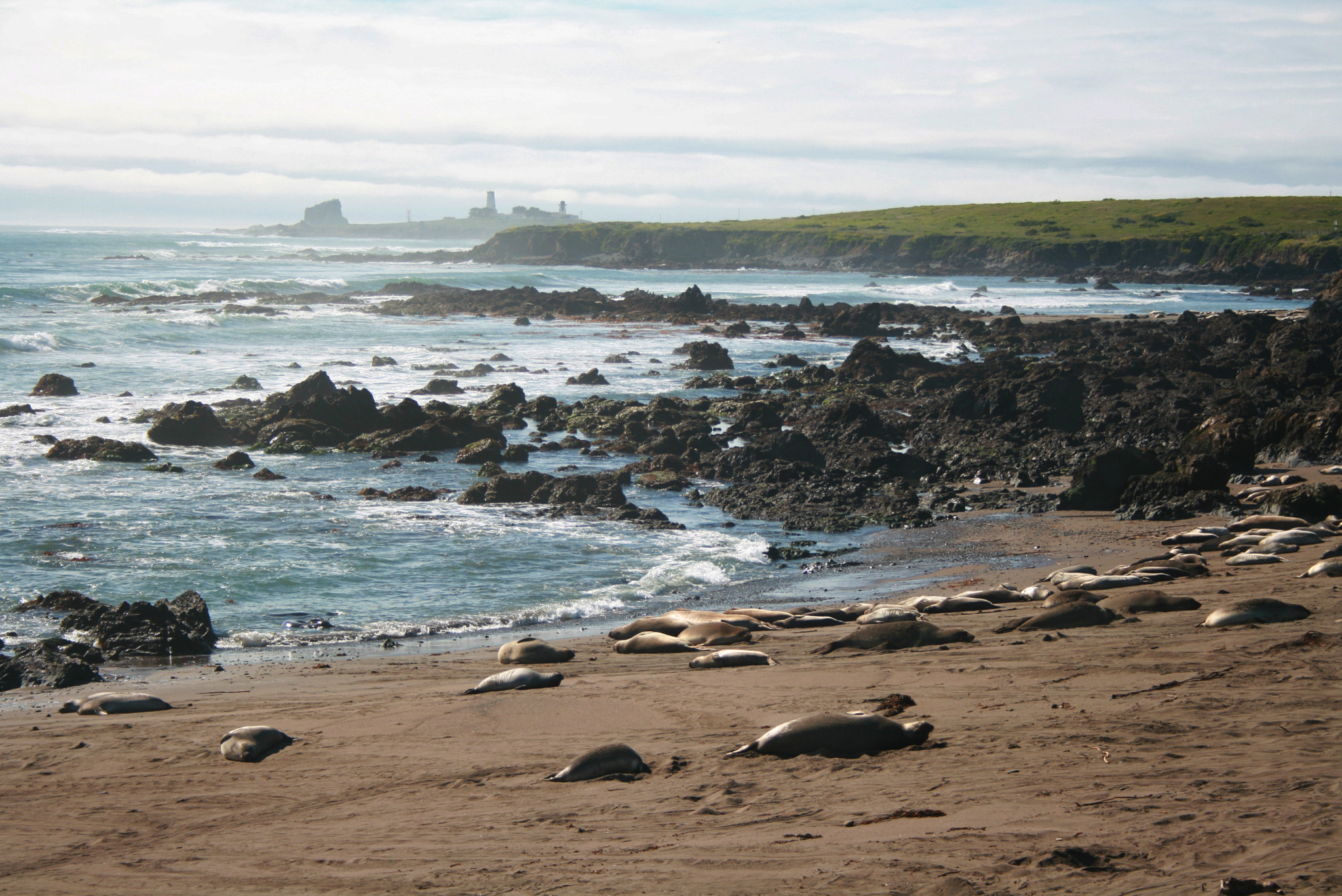 Canon EF-S 18-55mm F3.5-5.6 sample photo. Elephant seals photography