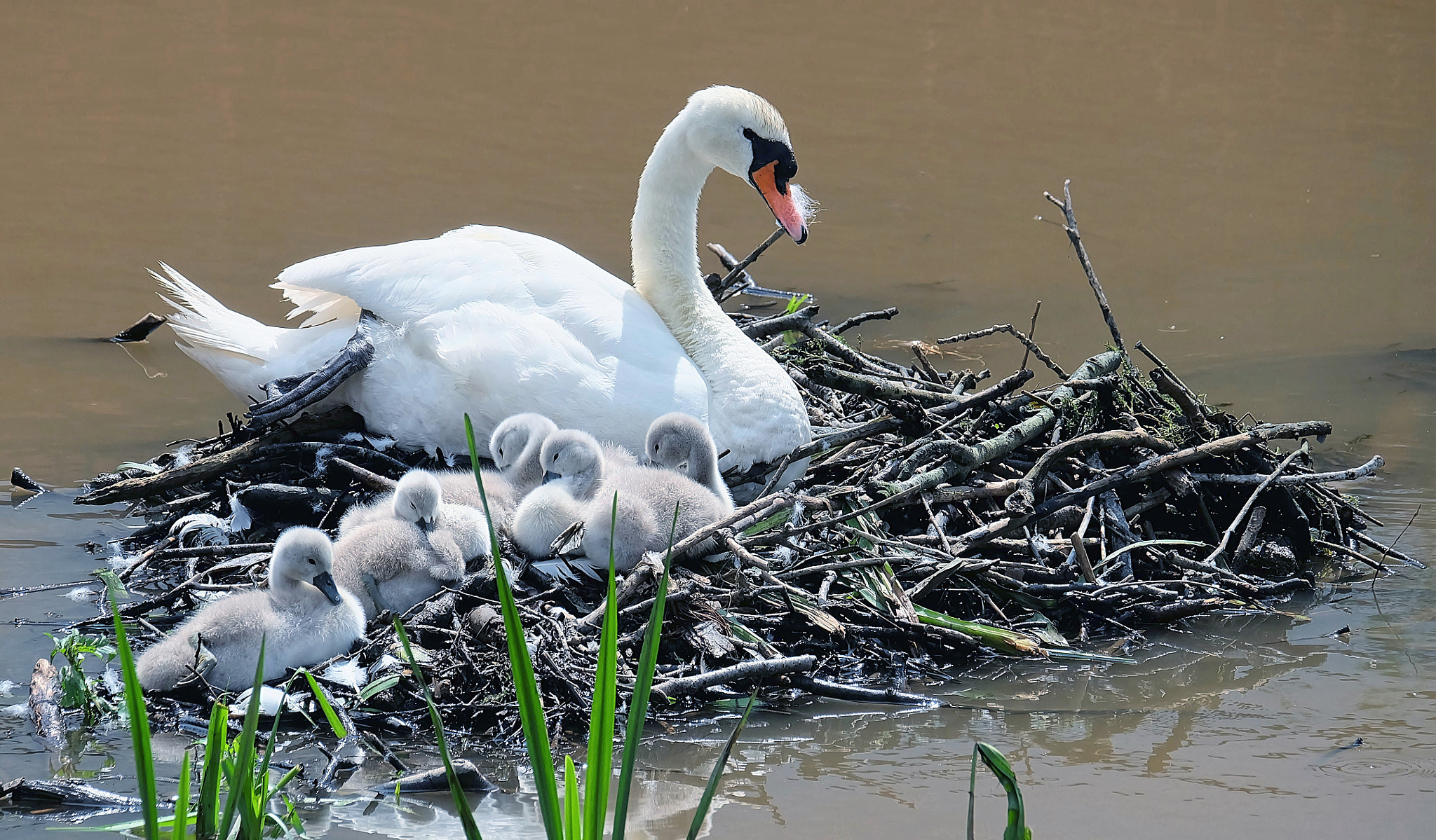 Fujifilm X-A2 + Fujifilm XC 50-230mm F4.5-6.7 OIS sample photo. Baby island.... photography