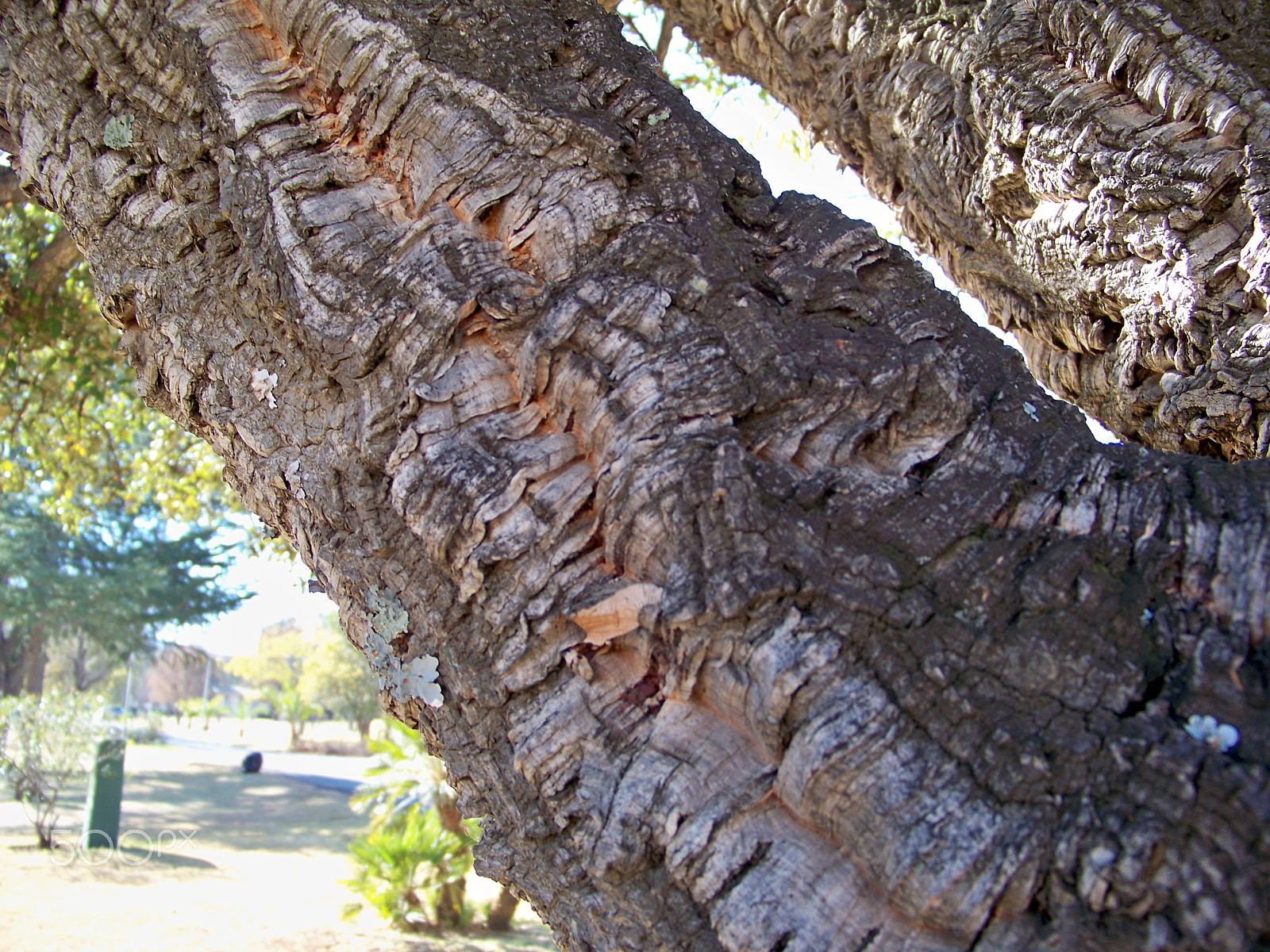 Kodak EASYSHARE Z1012 IS DIGITAL CAMERA sample photo. Exotic cork oak tree photography