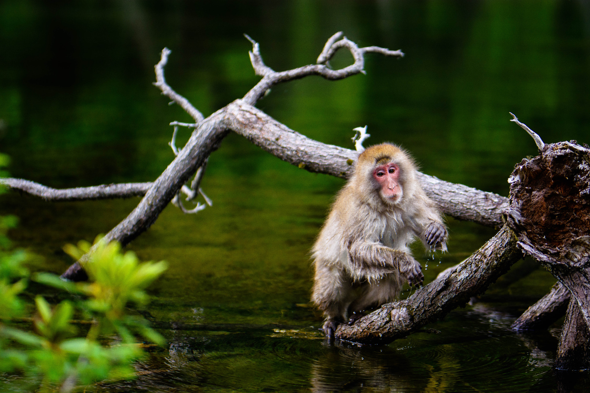 Nikon D5200 + Sigma 105mm F2.8 EX DG Macro sample photo. Matsumoto photography