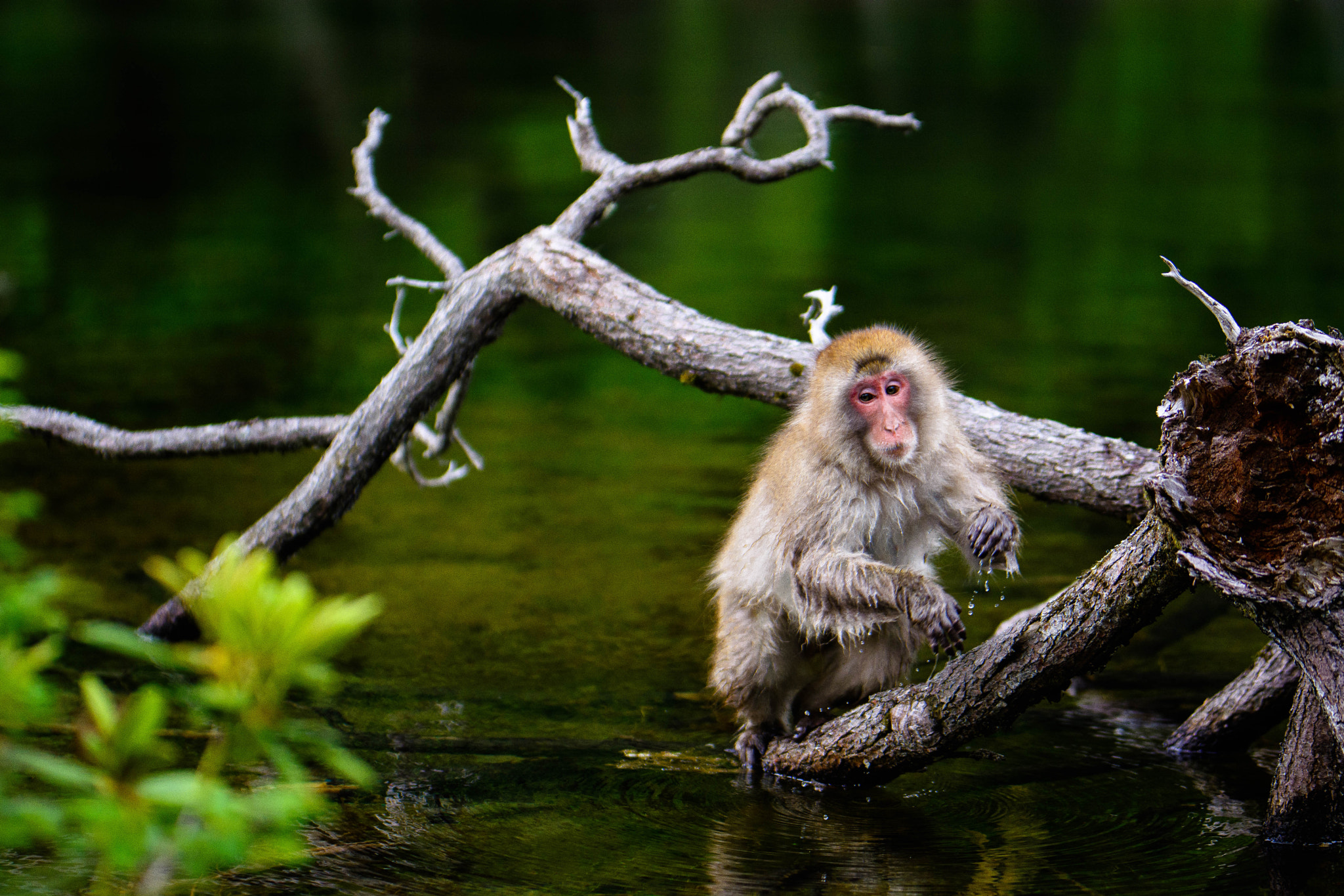 Nikon D5200 + Sigma 105mm F2.8 EX DG Macro sample photo. Matsumoto photography