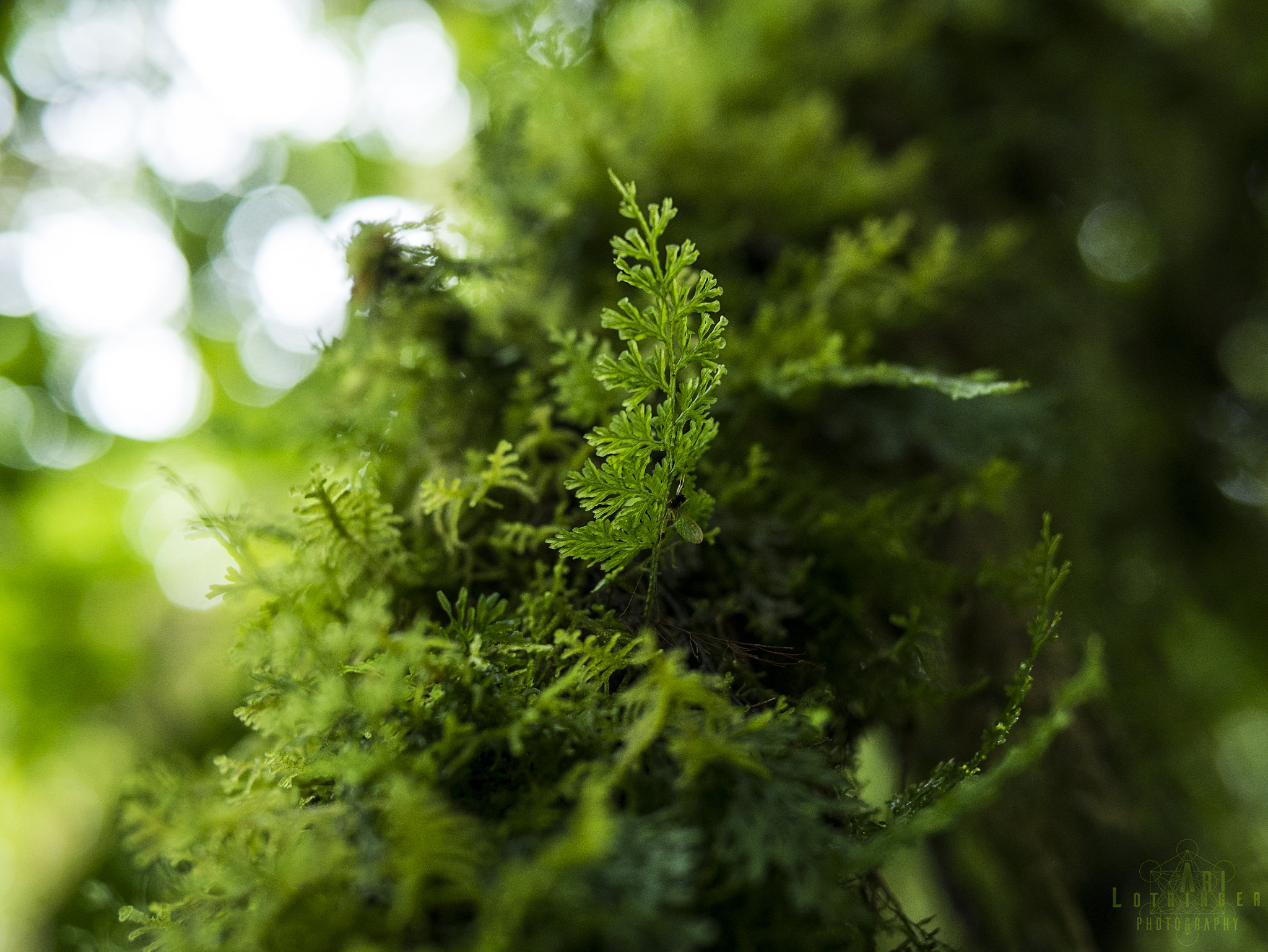 Panasonic Lumix DMC-G7 + Panasonic Leica DG Summilux 25mm F1.4 II ASPH sample photo. Peacefulness photography