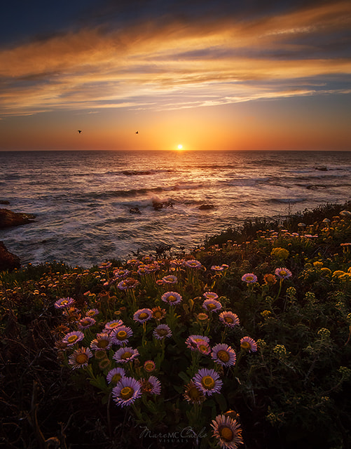 Canon EF-S 17-85mm F4-5.6 IS USM sample photo. Lawn of the sea photography
