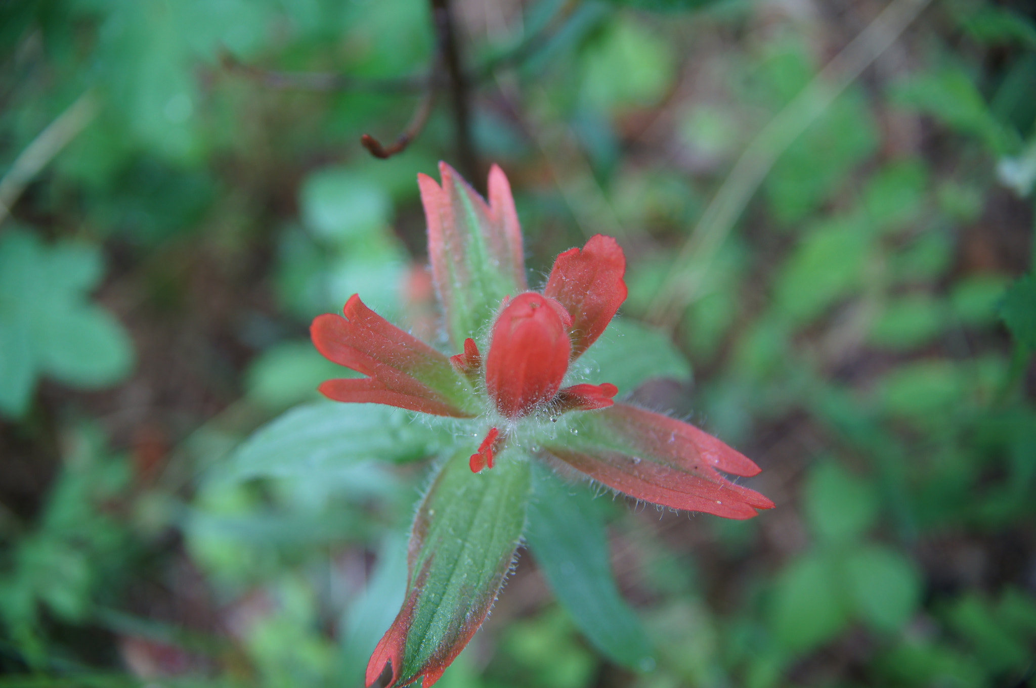 Sigma 17-70mm F2.8-4.5 (D) sample photo. New paintbrush  photography