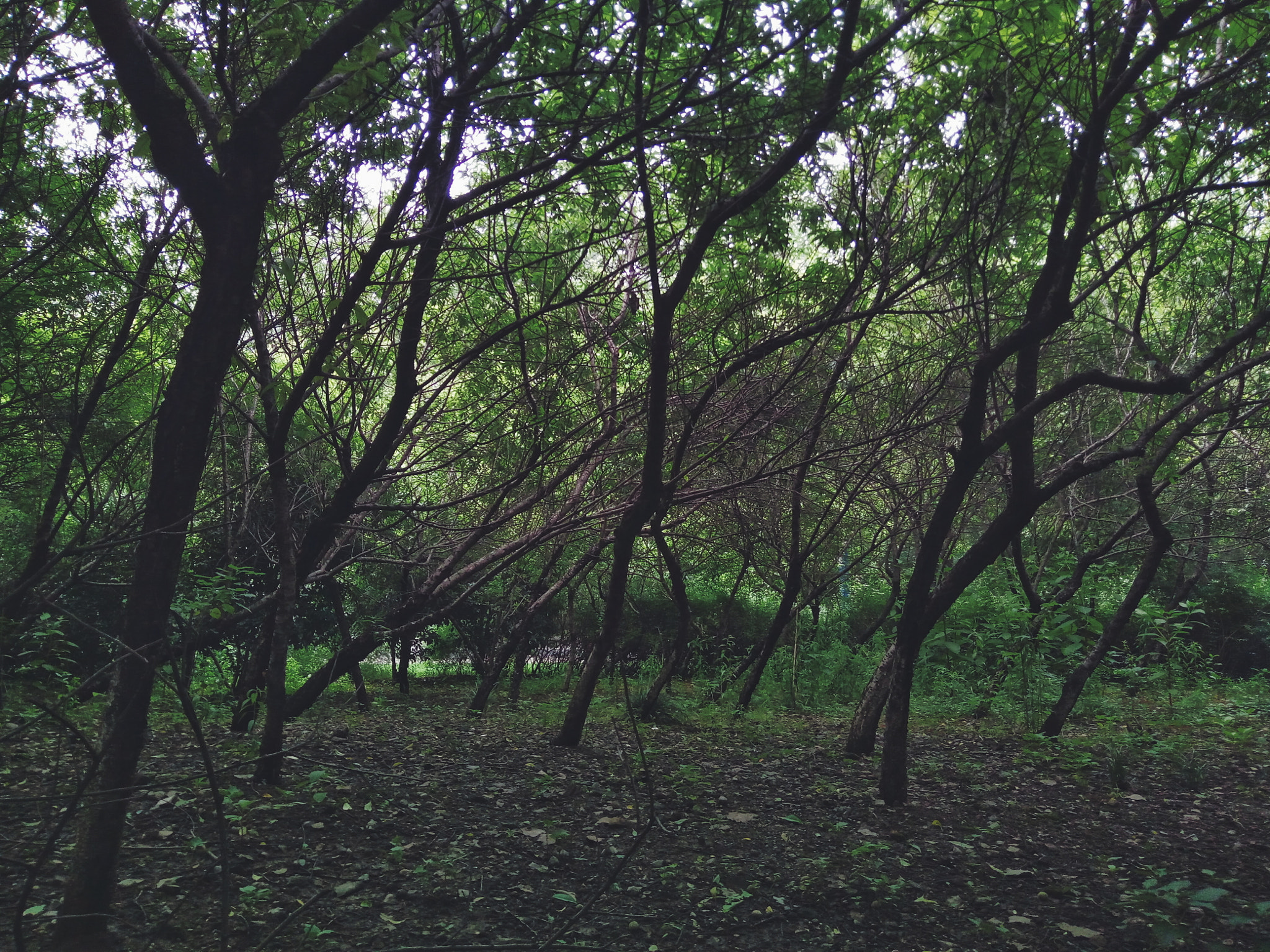 OPPO R7 sample photo