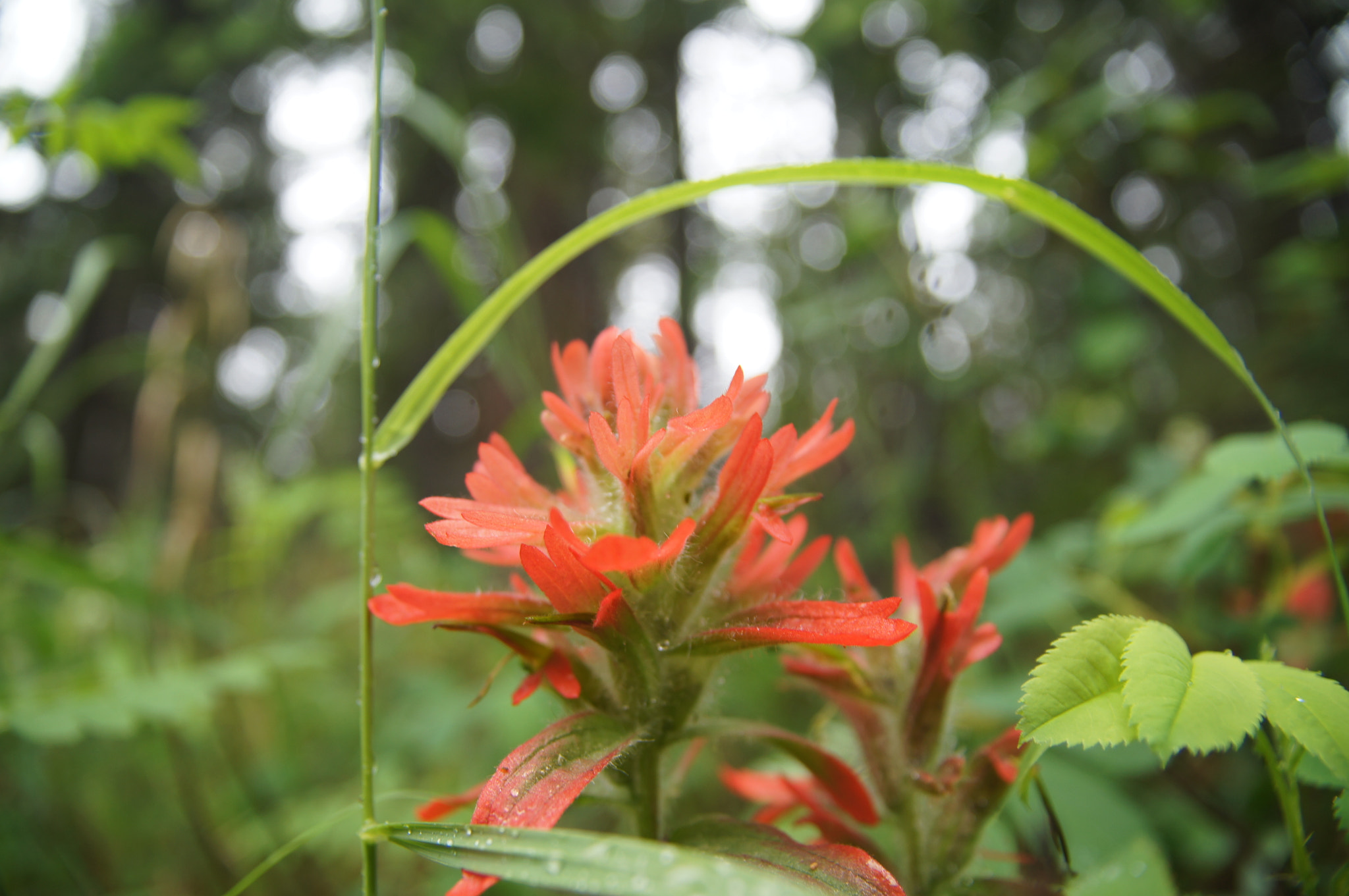 Sony SLT-A55 (SLT-A55V) + Sigma 17-70mm F2.8-4.5 (D) sample photo. Mature paintbrush photography