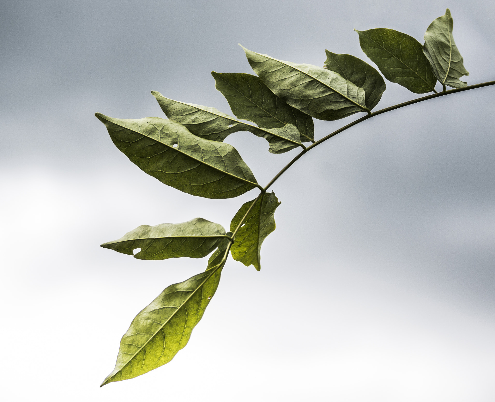 Sony 70-300mm F4.5-5.6 G SSM sample photo. Random plant photography