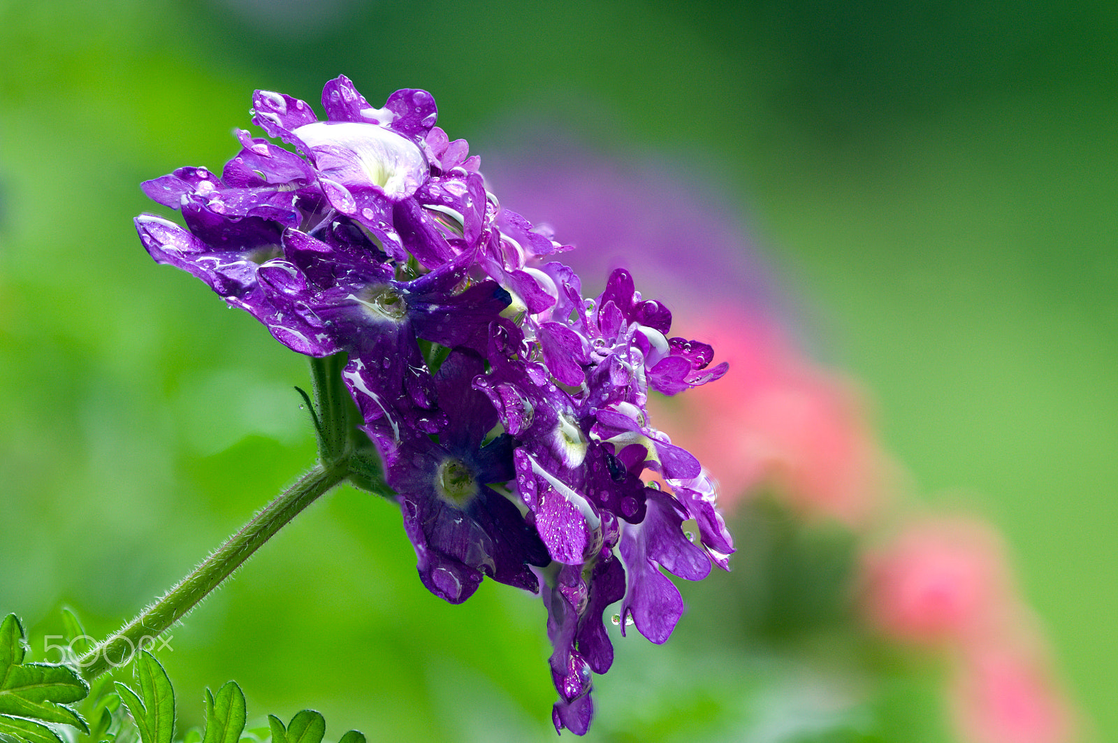 Sigma 105mm F2.8 EX DG OS HSM sample photo. 160616 verbena 2 b photography