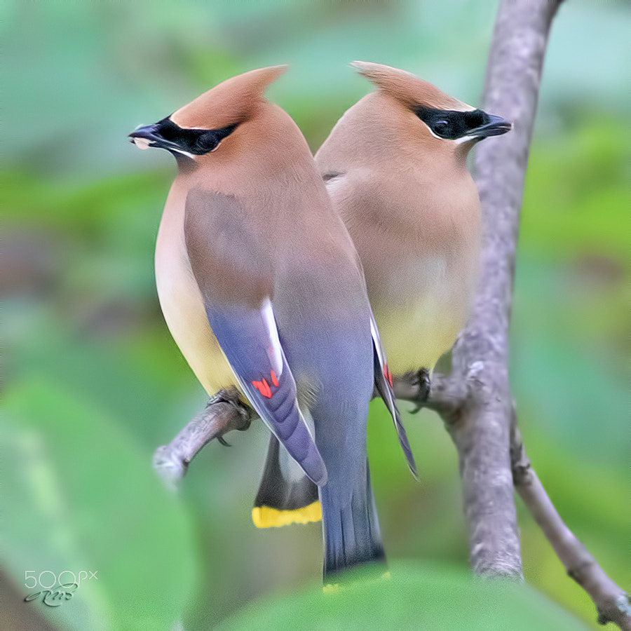 Canon EOS 7D Mark II + Canon EF 400mm F5.6L USM sample photo. Cedar waxwing photography