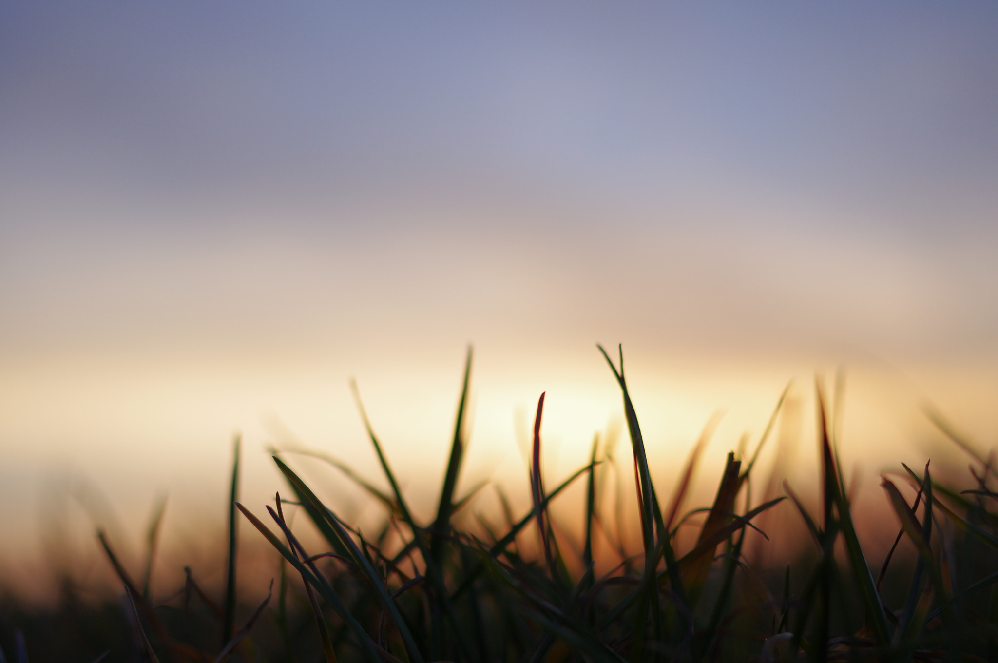 Pentax K-x sample photo. Grass photography