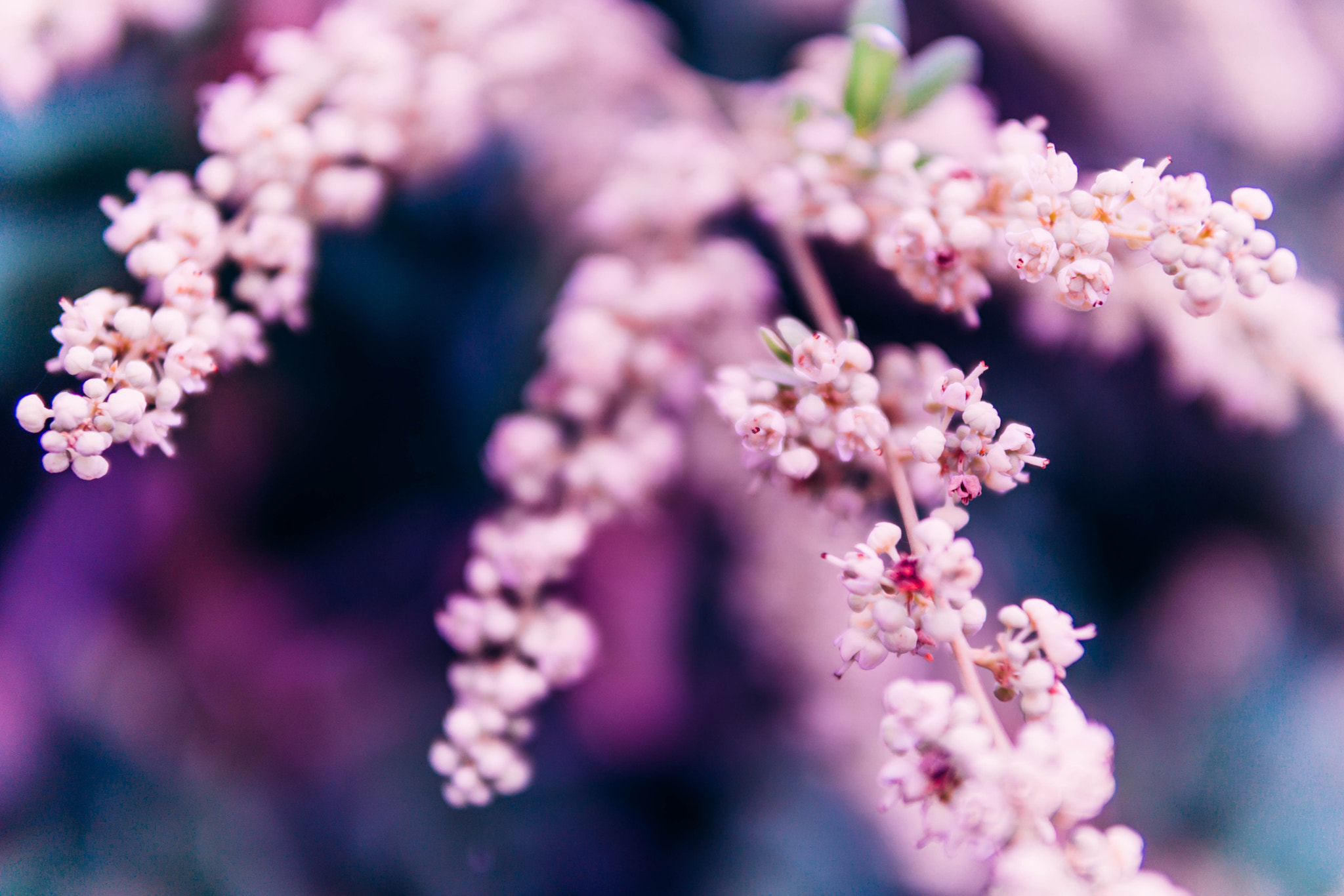Sony a6000 + E 30mm F1.4 sample photo. Flower buds photography