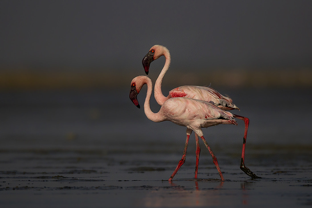 150-600mm F5-6.3 DG OS HSM | Sports 014 sample photo. X photography