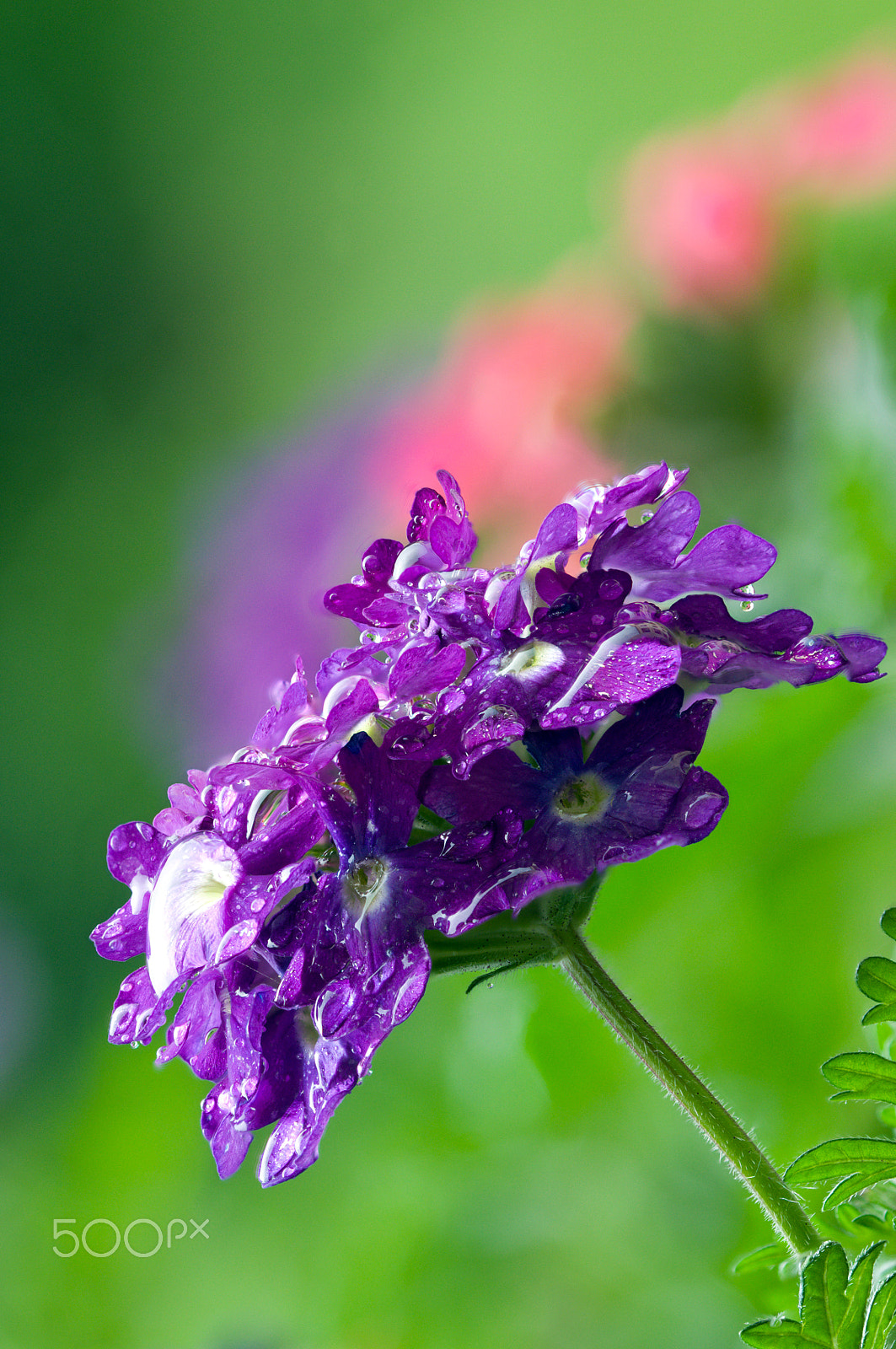 Sigma 105mm F2.8 EX DG OS HSM sample photo. 160616 verbena 1 b photography