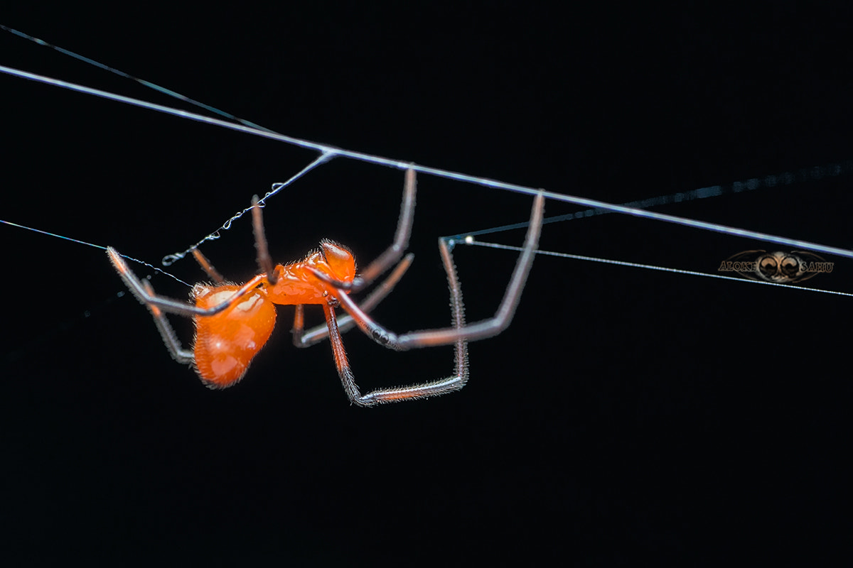 Canon MP-E 65mm F2.5 1-5x Macro Photo sample photo. Argyrodes sp. photography