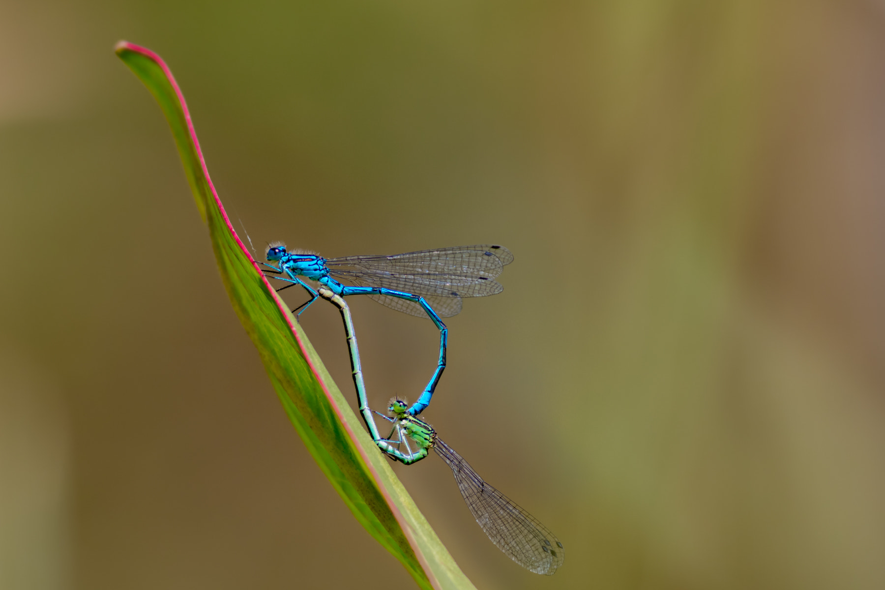 Canon EOS 70D + Canon EF 400mm F5.6L USM sample photo. Damselflies in love photography
