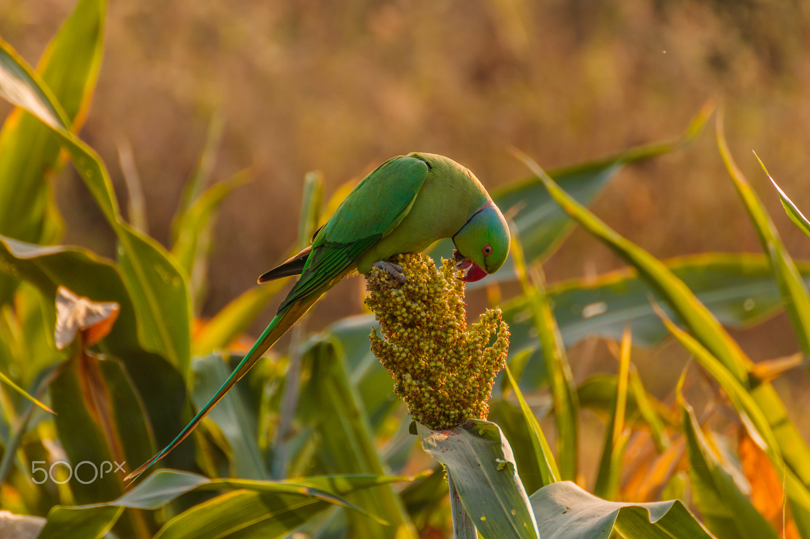 Tamron SP 35mm F1.8 Di VC USD sample photo. Parrot eating photography