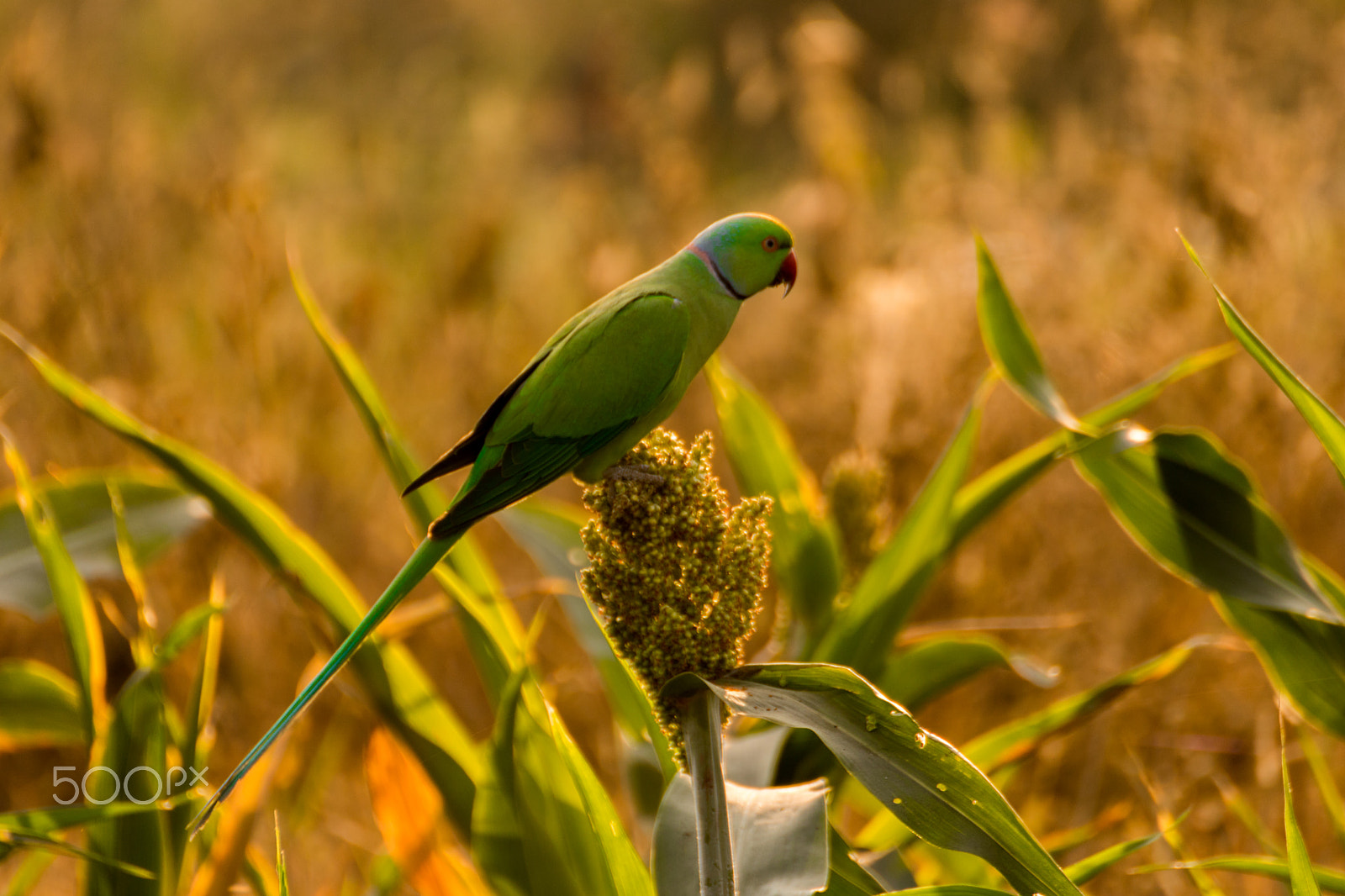 Tamron SP 35mm F1.8 Di VC USD sample photo. Parrot photography