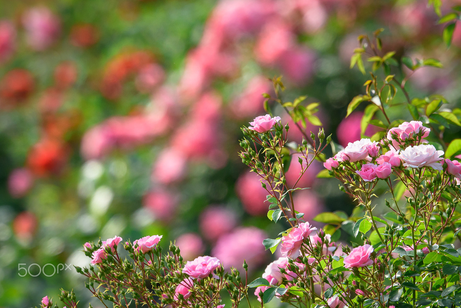 Nikon AF-S Nikkor 500mm F4E FL ED VR sample photo. Rose garden photography