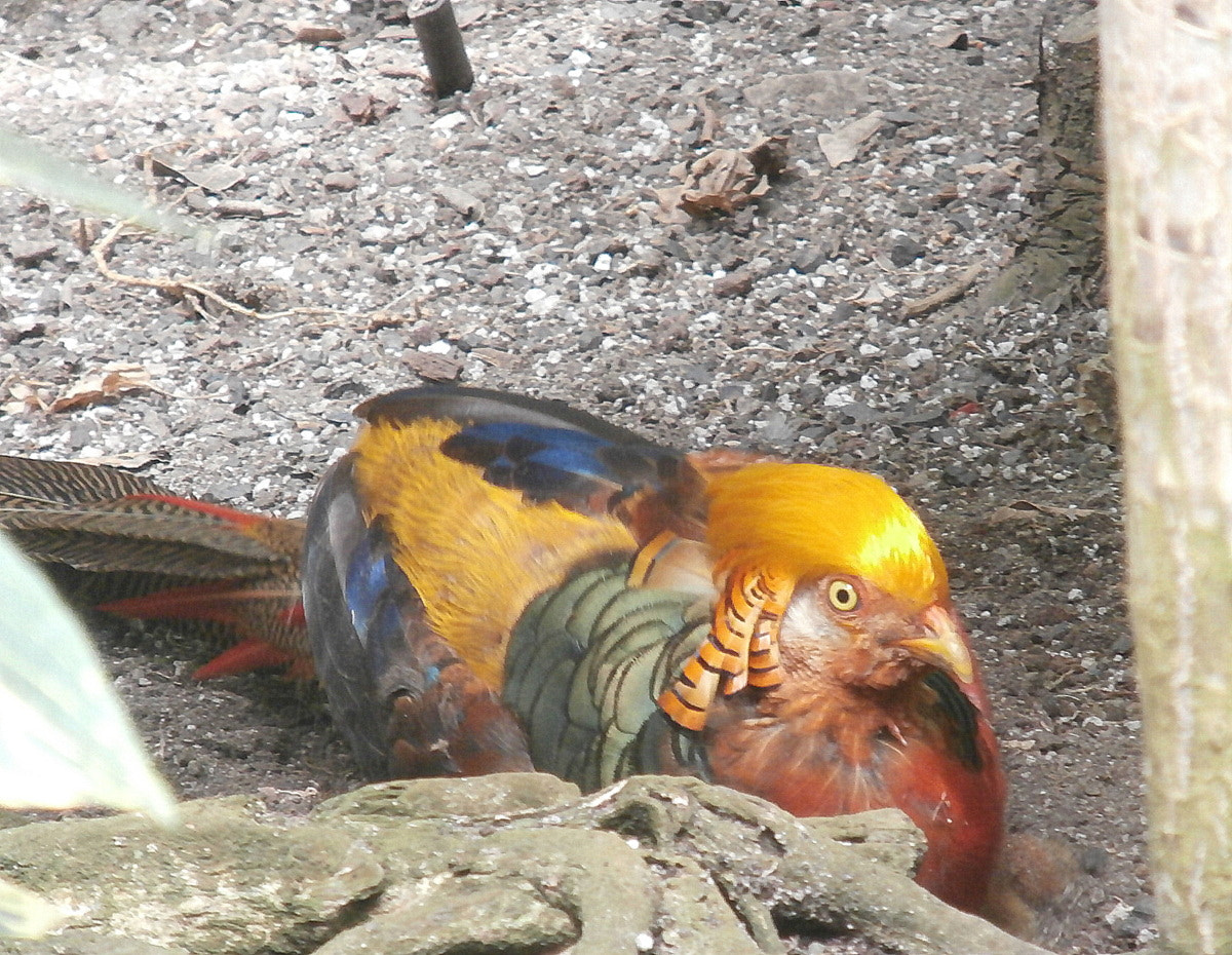 Olympus VR370,D785 sample photo. Golden pheasant photography