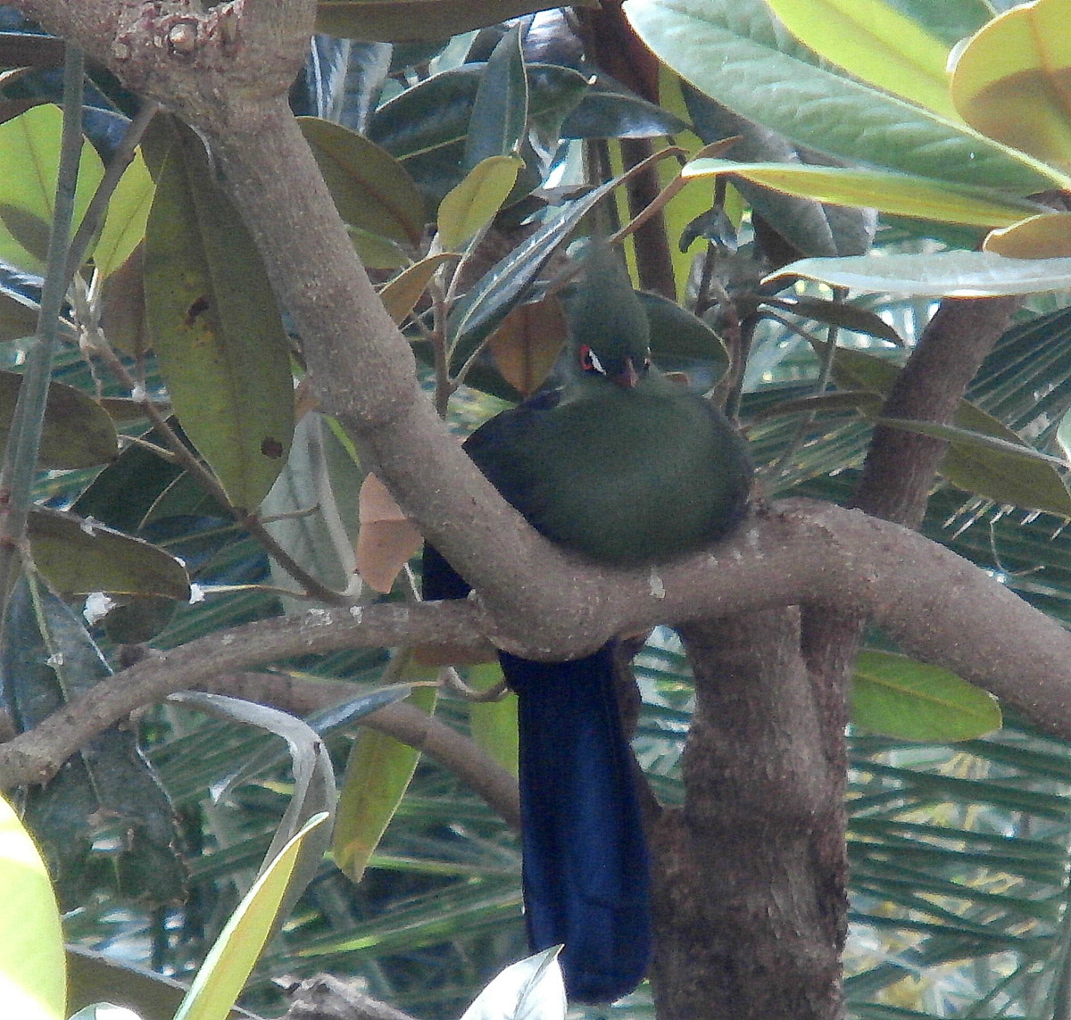 Olympus VR370,D785 sample photo. Sleepy turaco photography