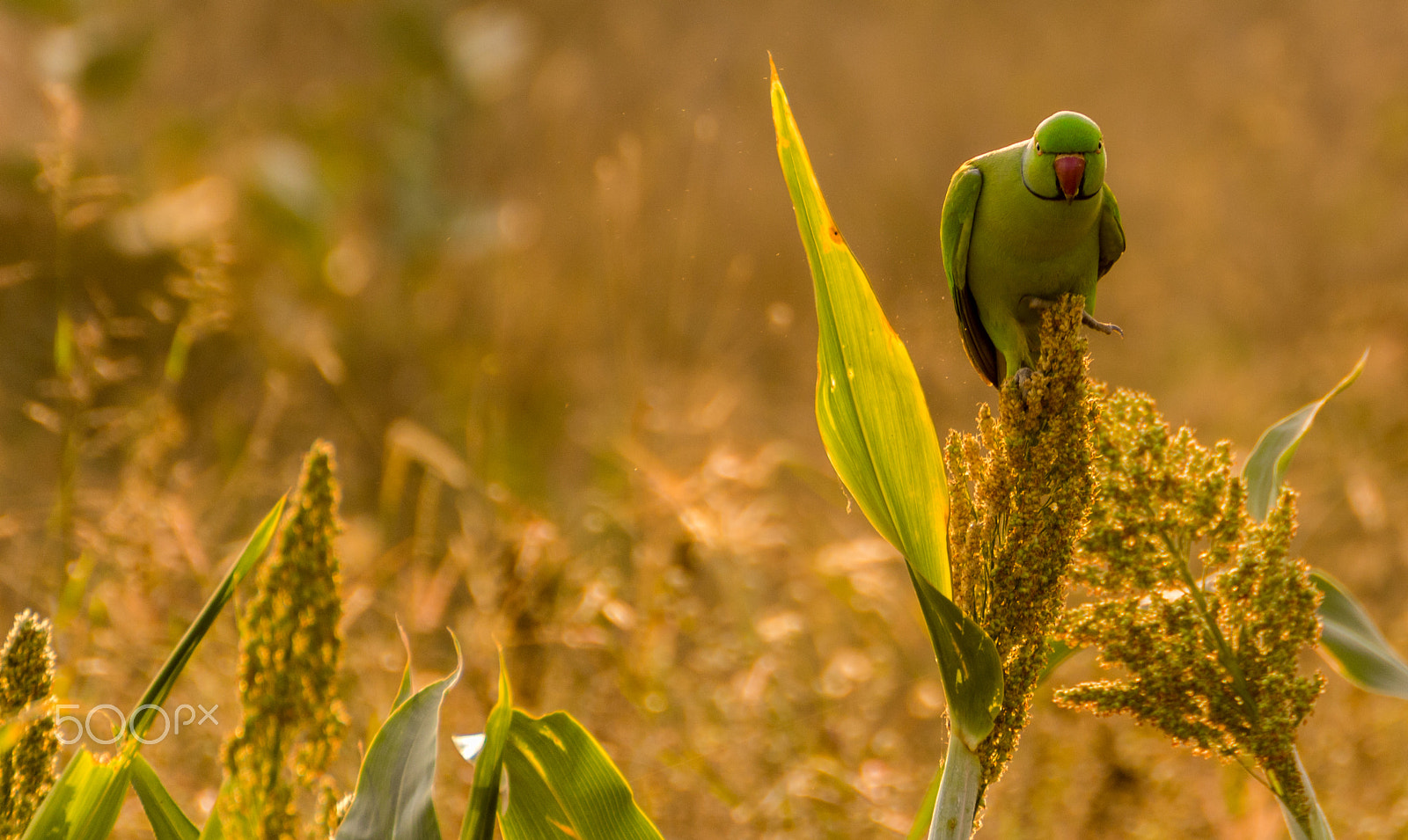 Tamron SP 35mm F1.8 Di VC USD sample photo. Staring parrot photography