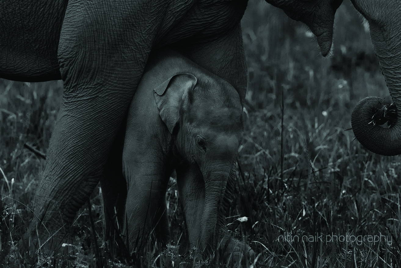 Canon EOS 7D Mark II + Canon EF 400mm F5.6L USM sample photo. Little elephant photography