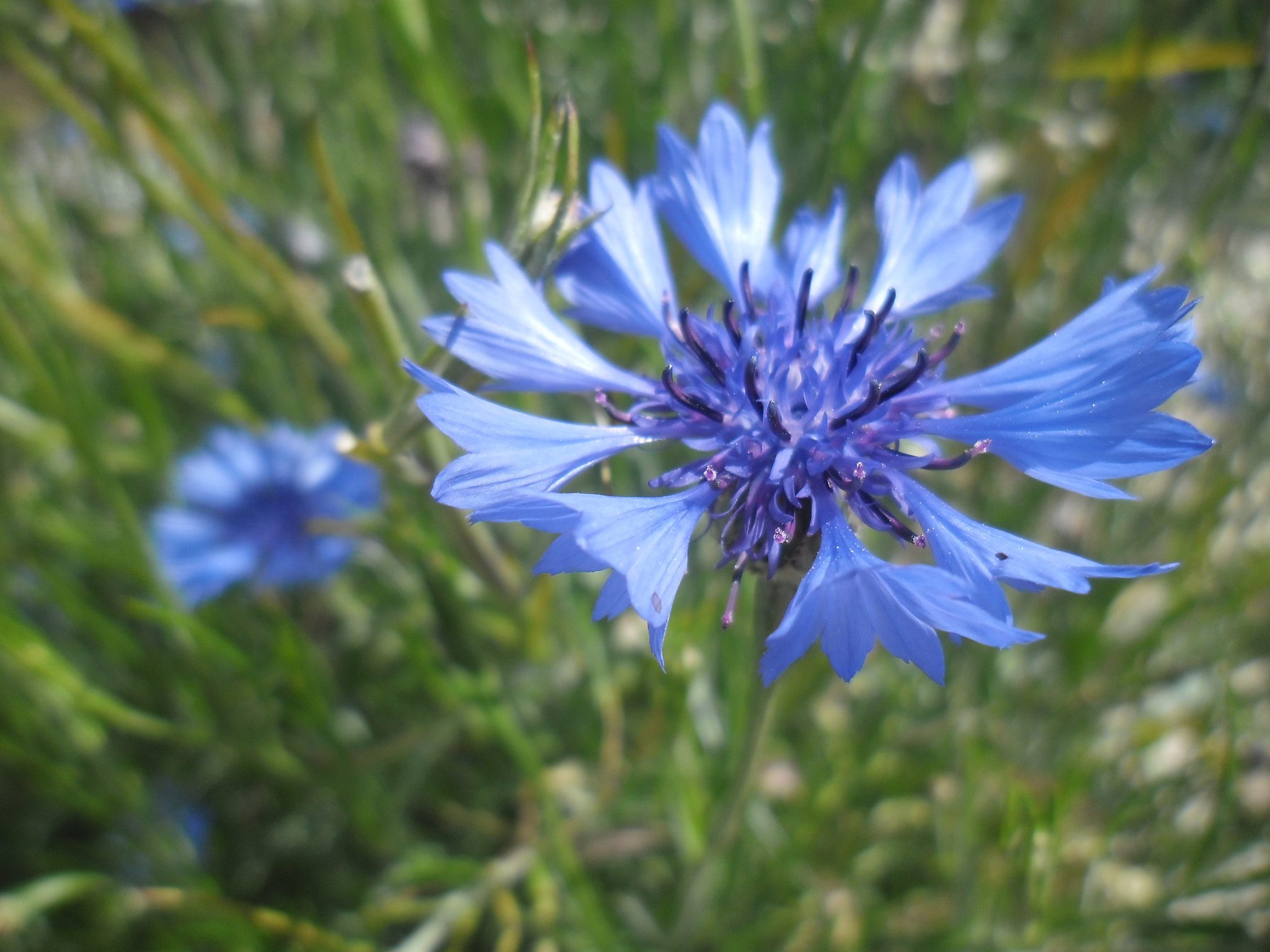 Samsung ES90/ ES91 sample photo. Василёк "centaurea cyanus". photography