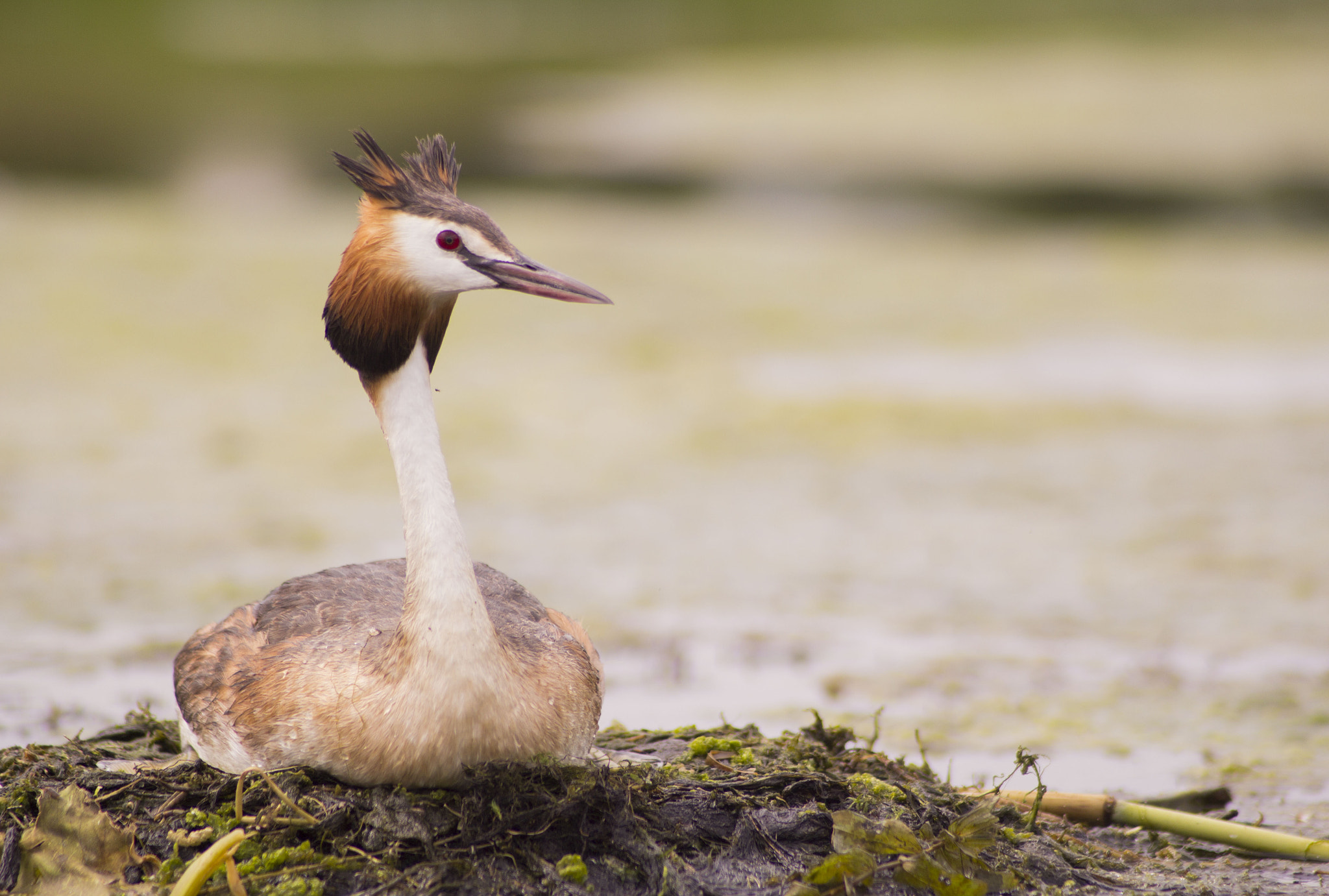 Canon EF 70-210mm f/3.5-4.5 USM sample photo. Breeding time photography