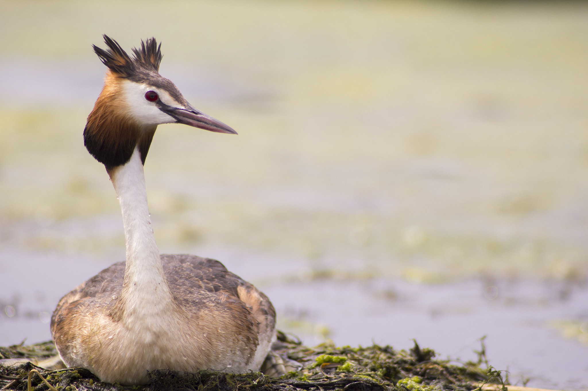 Canon EF 70-210mm f/3.5-4.5 USM sample photo. Breeding time photography