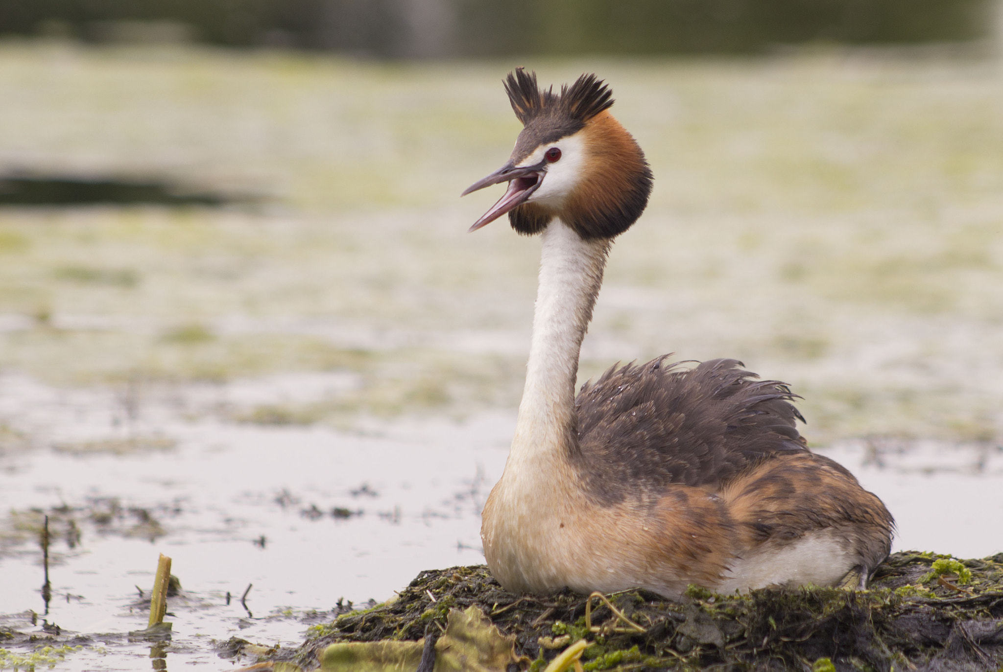 Canon EF 70-210mm f/3.5-4.5 USM sample photo. Breeding time photography