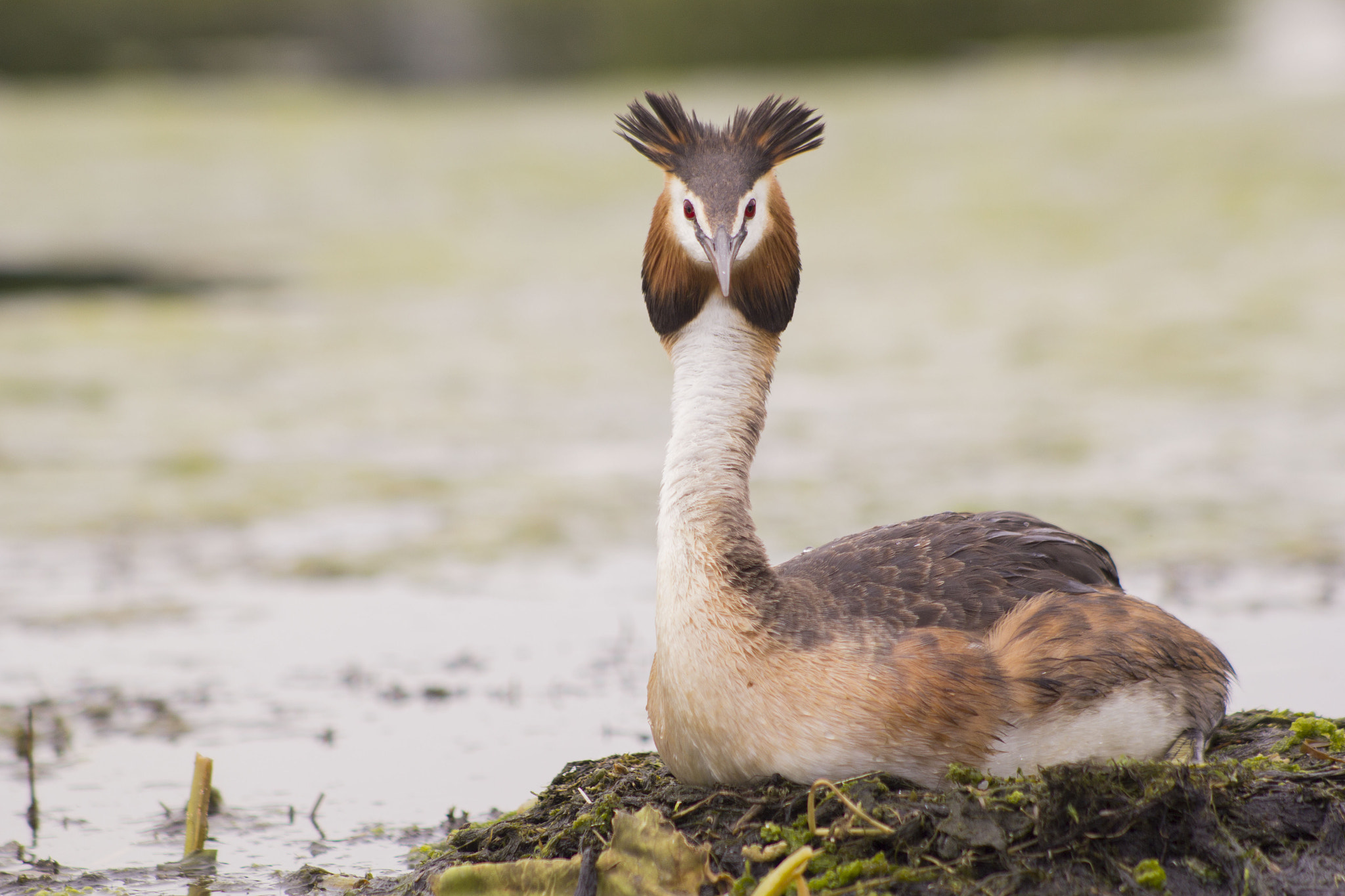 Canon EF 70-210mm f/3.5-4.5 USM sample photo. Breeding time photography
