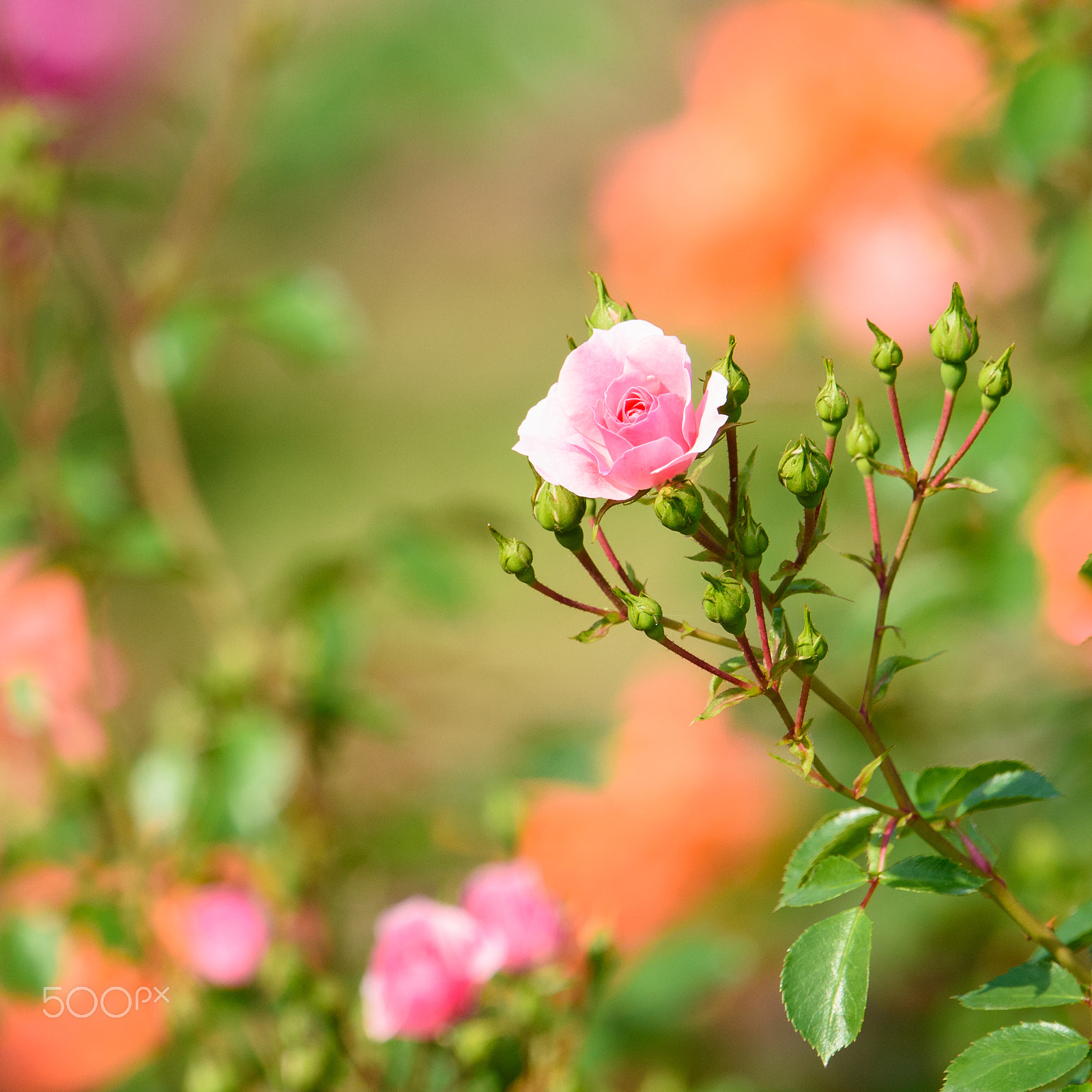 Nikon AF-S Nikkor 500mm F4E FL ED VR sample photo. Rose sticks out photography