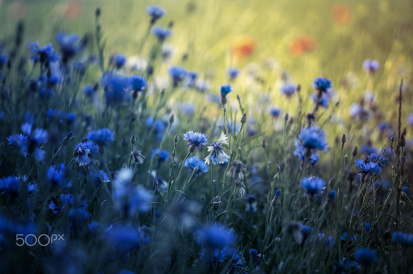 Sigma 105mm F2.8 EX DG OS HSM sample photo. Blue meadow photography