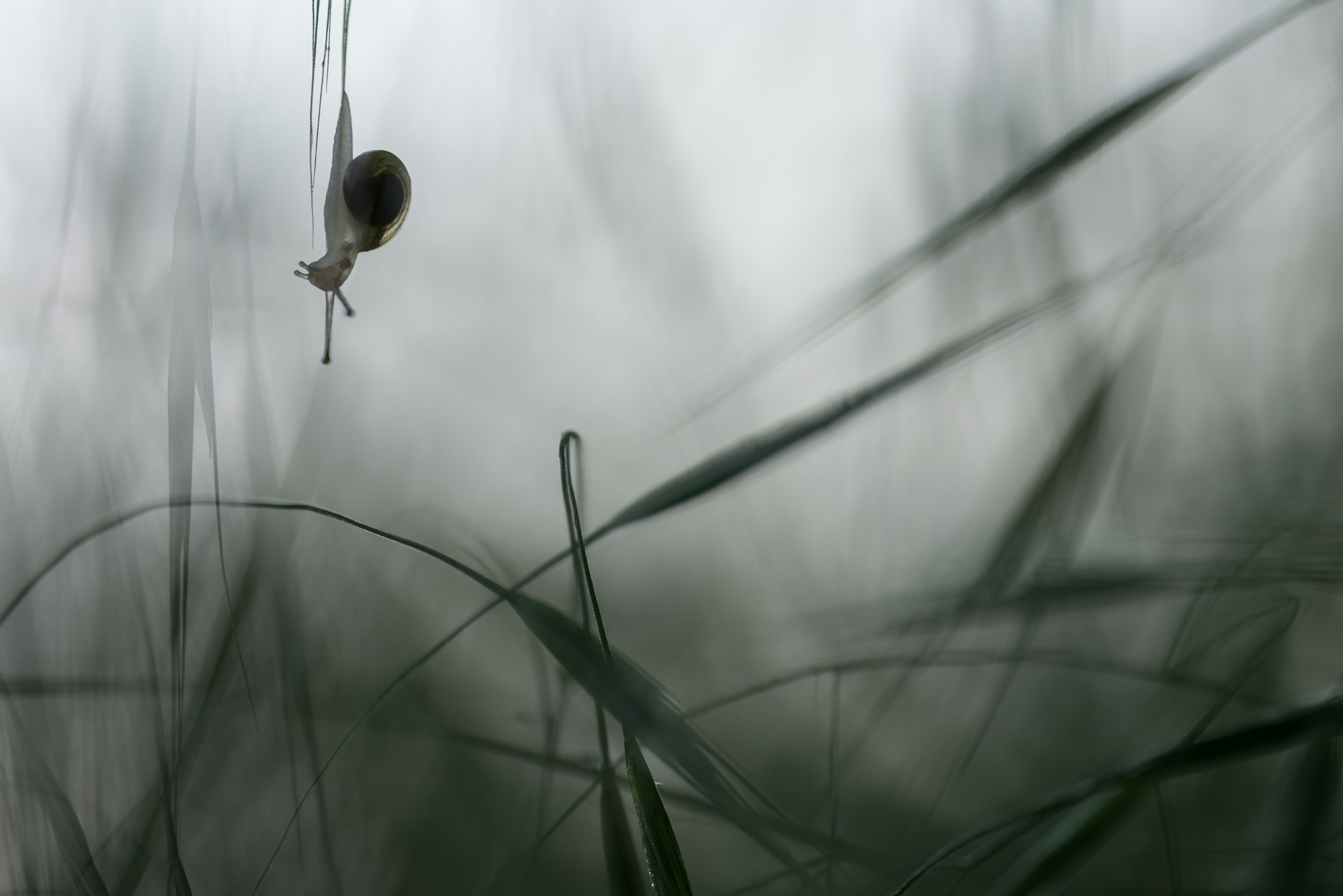 Sigma 150mm F2.8 EX DG OS Macro HSM sample photo. Coming down slowly photography