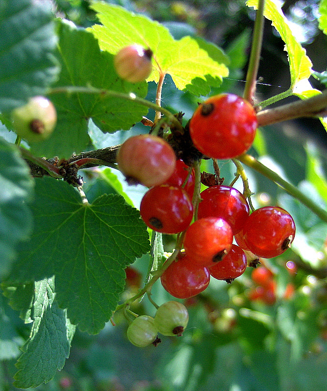 HP PHOTOSMART R927  (V01.00) sample photo. Redcurrants photography