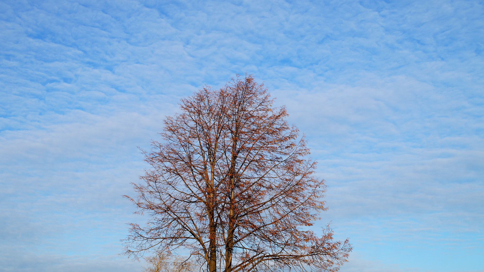 Sony Alpha NEX-3N sample photo. Tree. meditation. photography