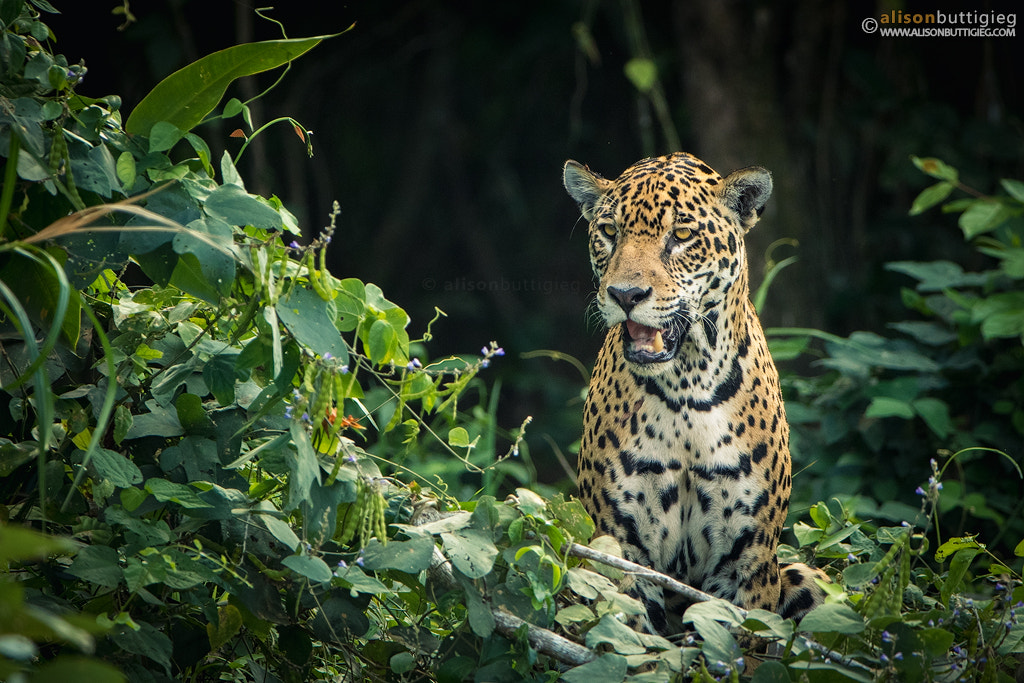 Canon EF 200-400mm F4L IS USM Extender 1.4x sample photo. Jaguar, pantanal brazil photography