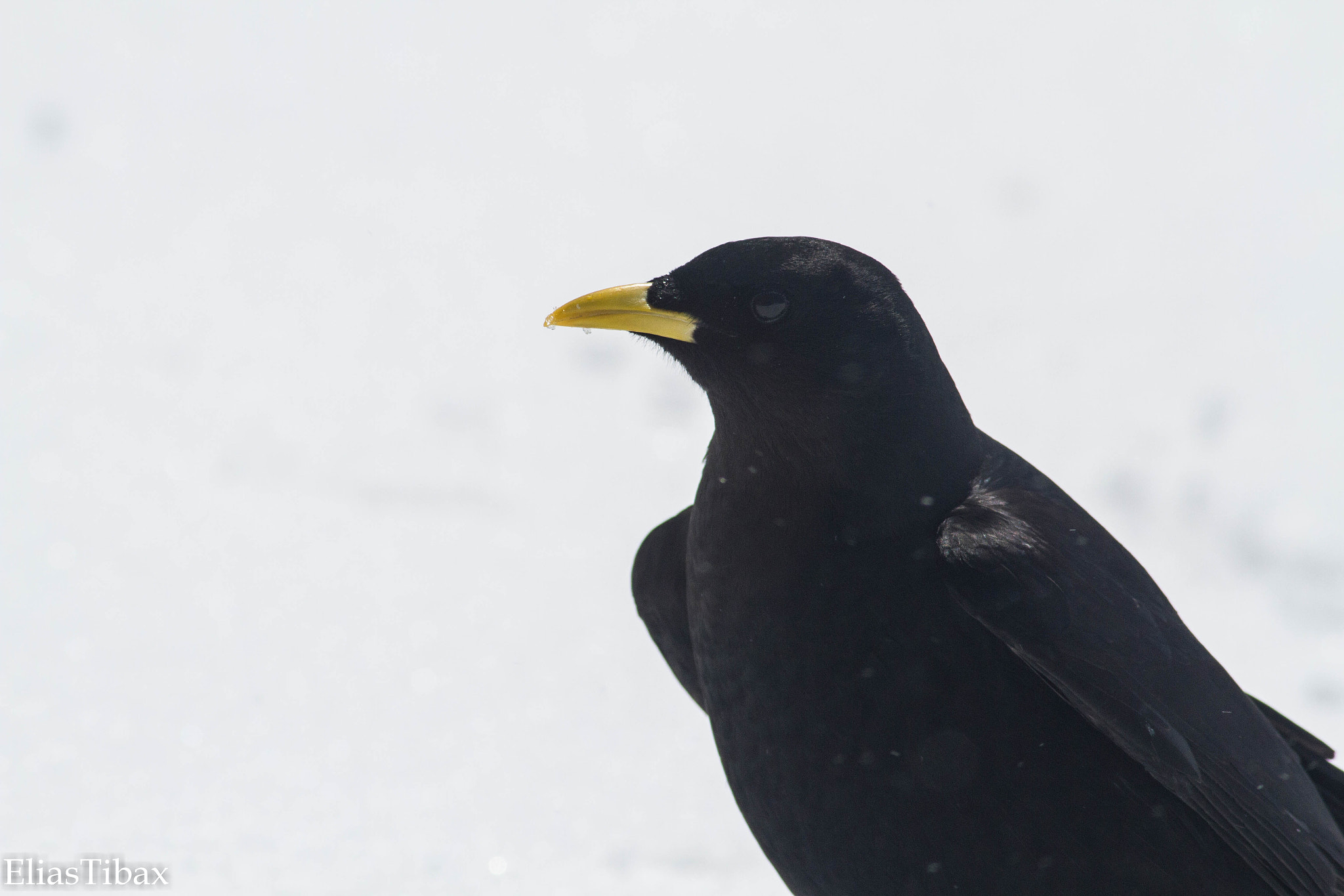 Canon EOS 7D + Canon EF 400mm F5.6L USM sample photo. Alpine chough photography