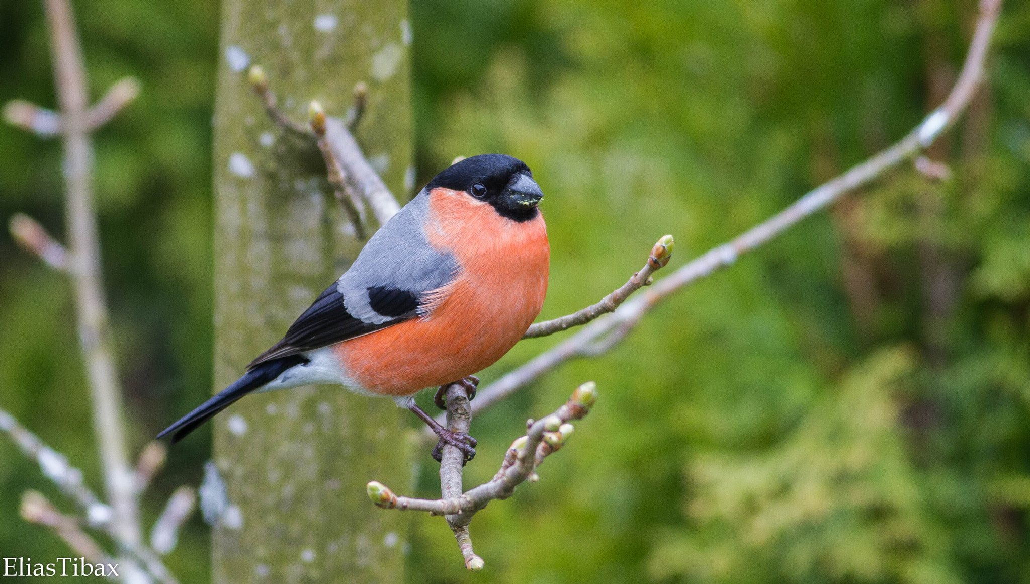 Canon EOS 7D + Canon EF 400mm F5.6L USM sample photo. Bullfinch photography