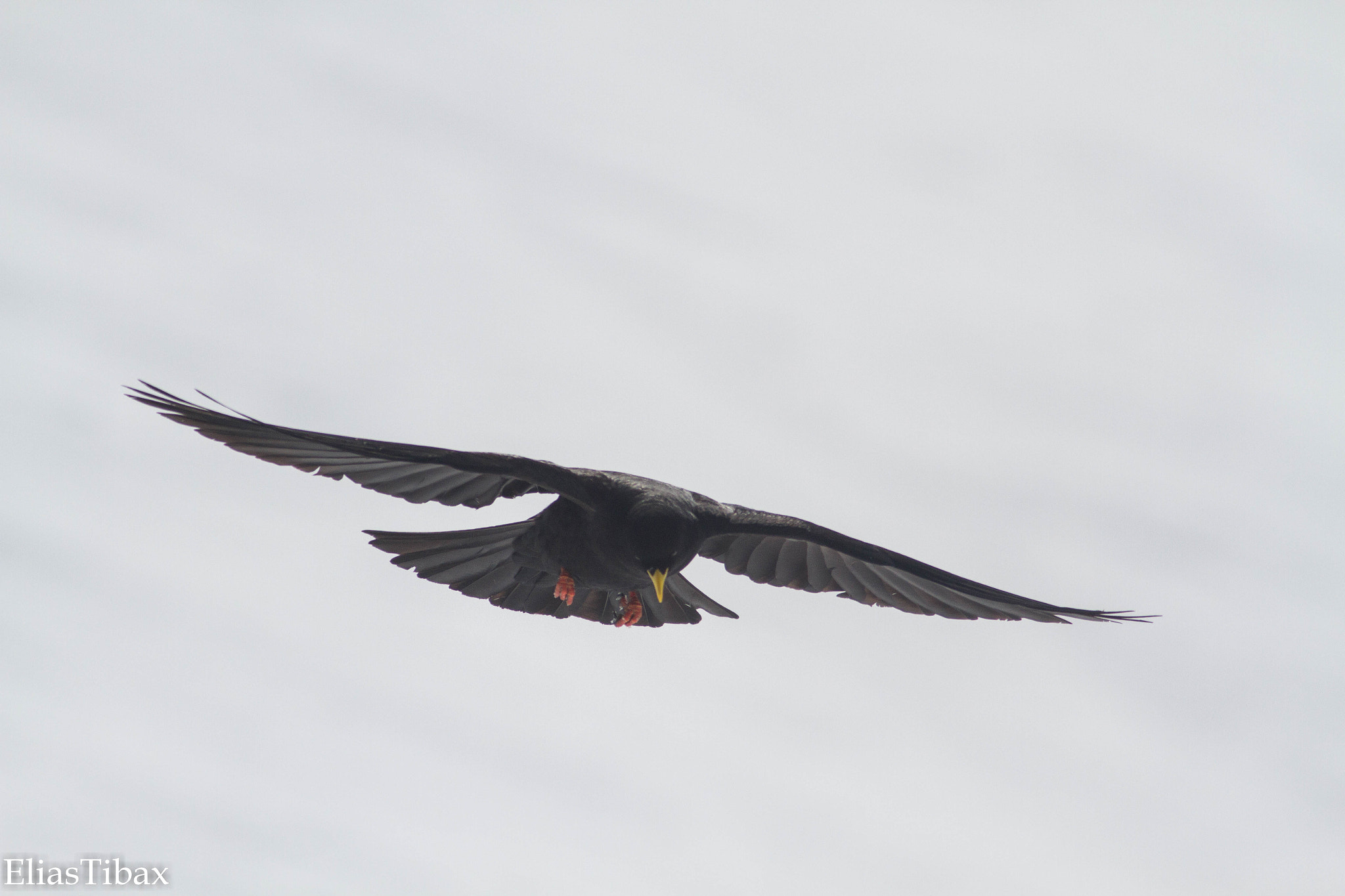 Canon EOS 7D + Canon EF 400mm F5.6L USM sample photo. Alpine chough photography