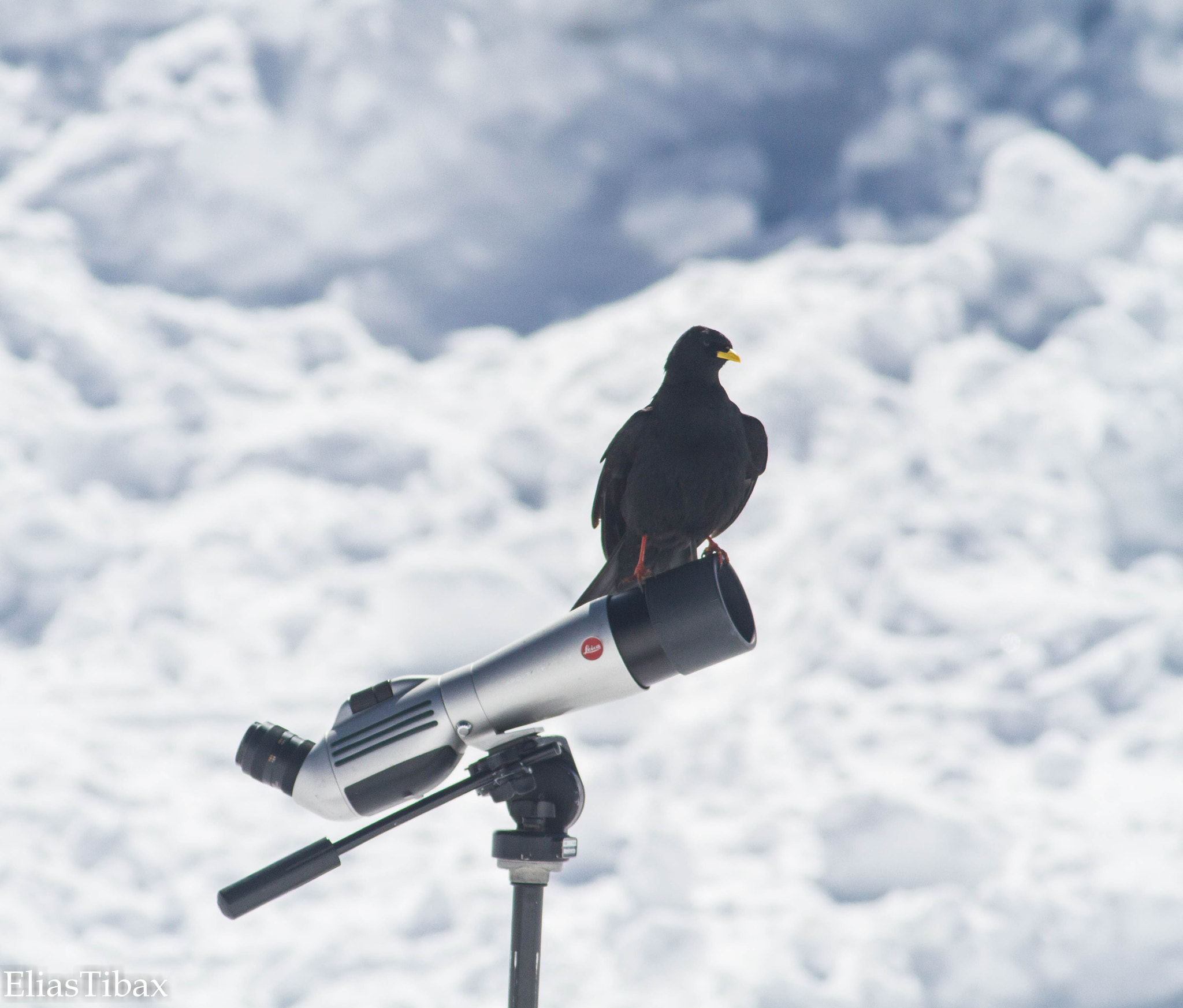 Canon EOS 7D + Canon EF 400mm F5.6L USM sample photo. Alpine chough photography