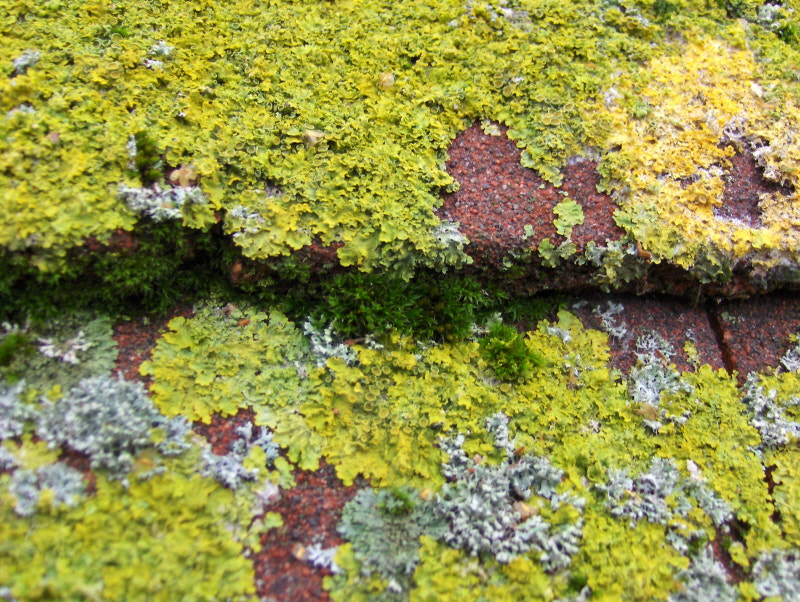 HP PHOTOSMART R927  (V01.00) sample photo. Lichen & moss photography