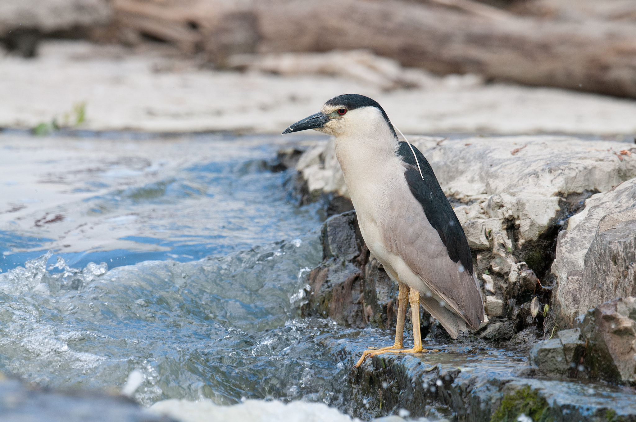 Nikon AF-S Nikkor 800mm F5.6E FL ED VR sample photo. Bihoreau gris, nycticorax nycticorax, black-crowned night-heron photography