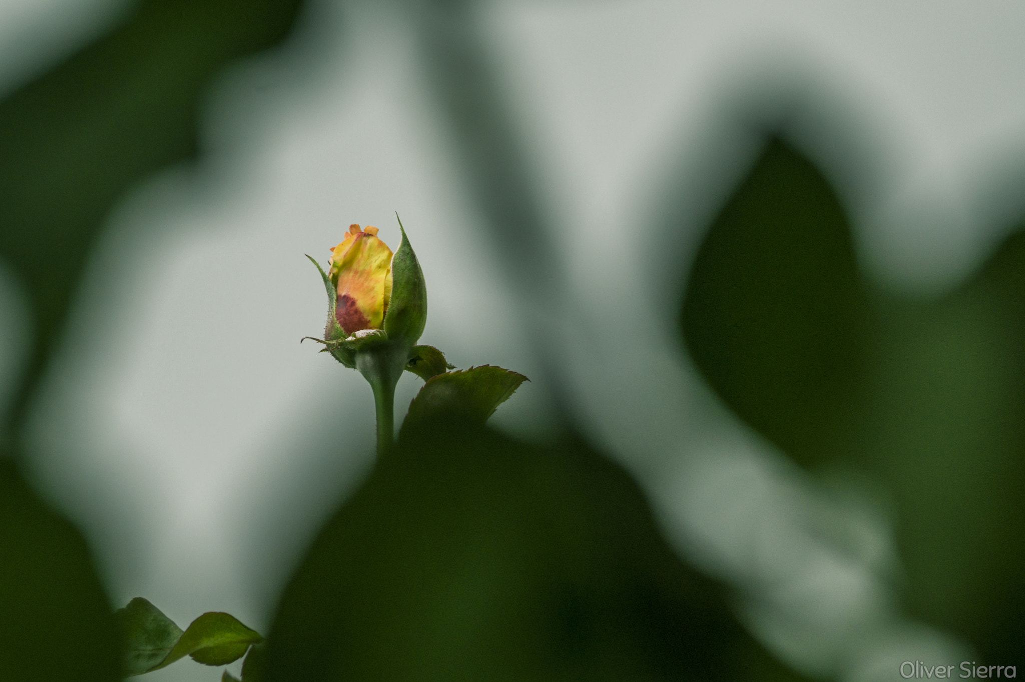 Sony SLT-A58 + Sony DT 55-200mm F4-5.6 SAM sample photo. Que seria de la palabra rosa sin la rosa photography